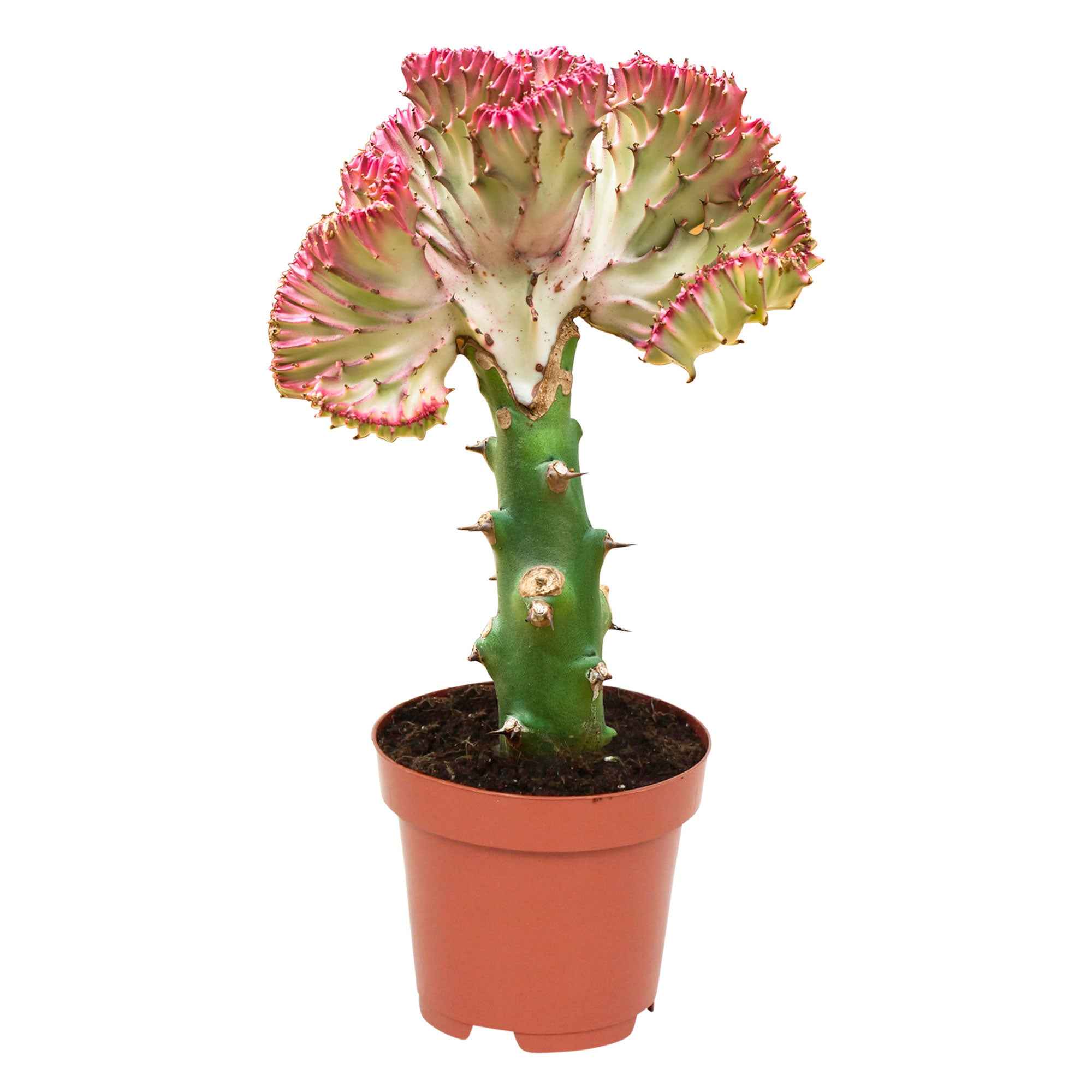 Kandelaarsplant 'Cristata' - Image 6