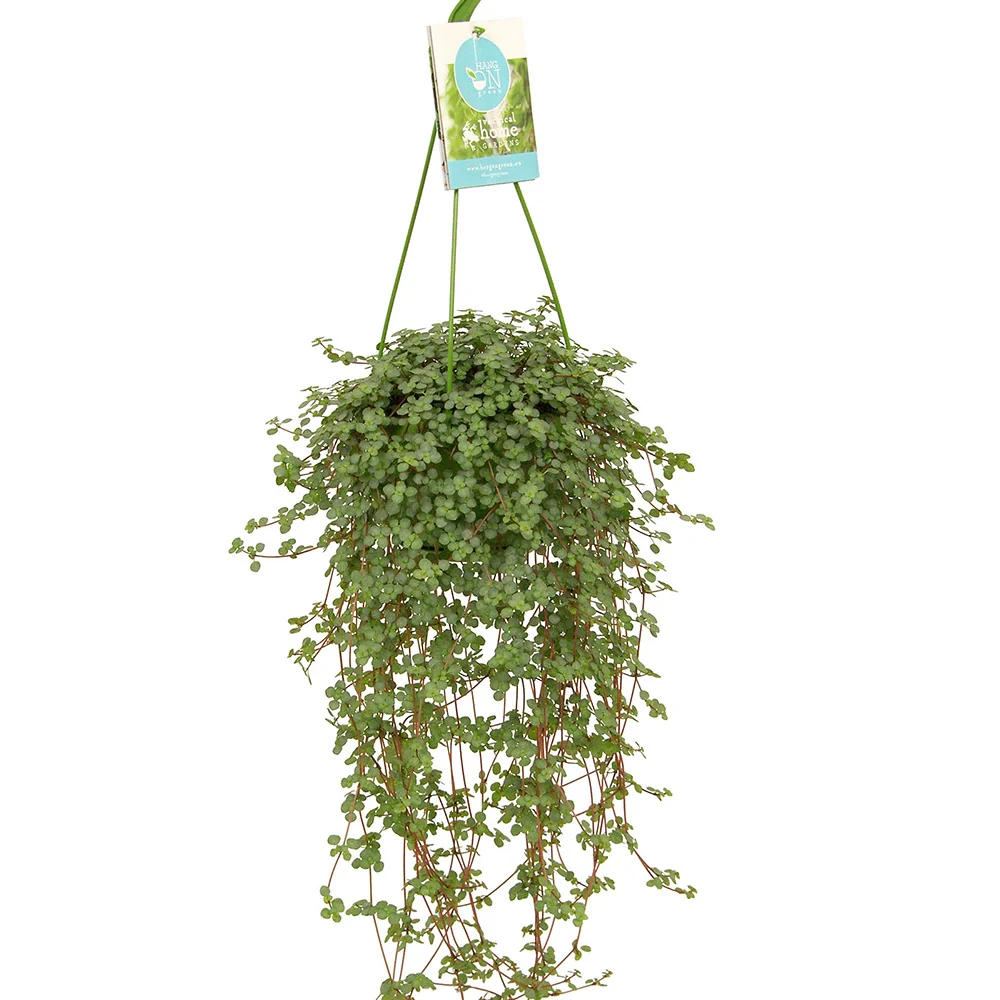 Kanonplantje - Image 3