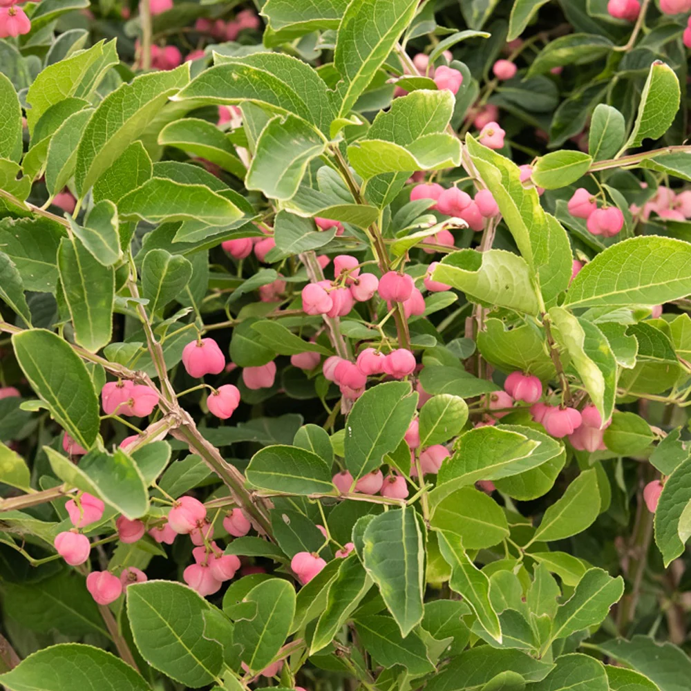 Phellomanus Kardinaalsmuts