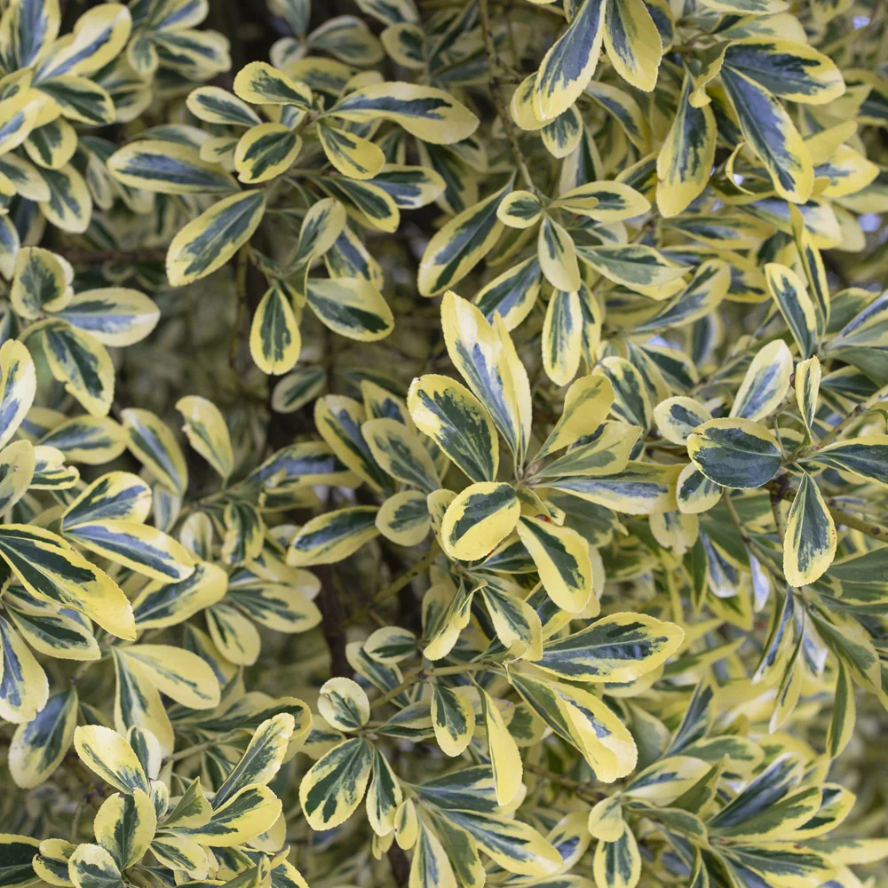 Kardinaalsmuts 'Aureomarginatus' - Image 2