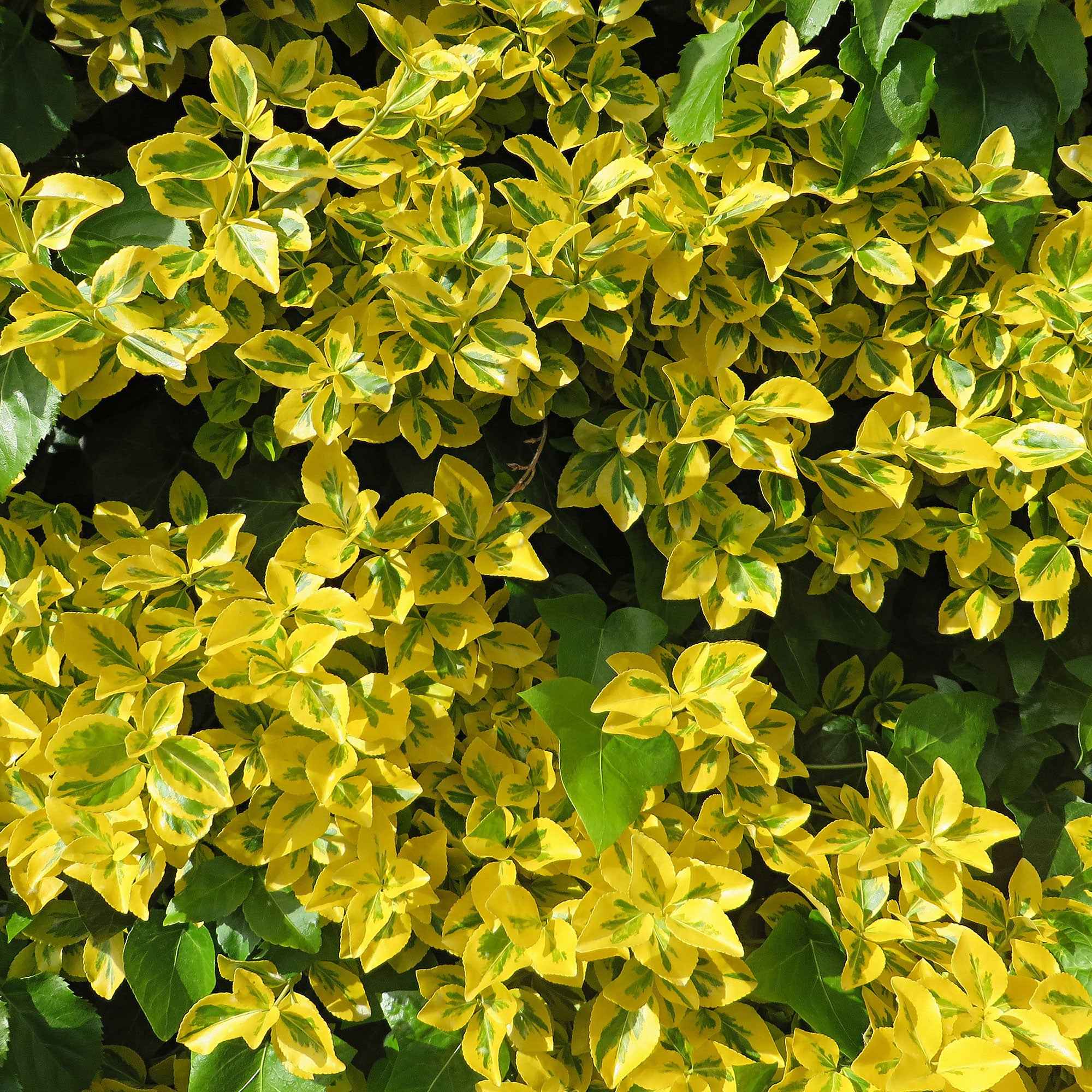 Kardinaalsmuts 'Emerald Gold' - Image 2