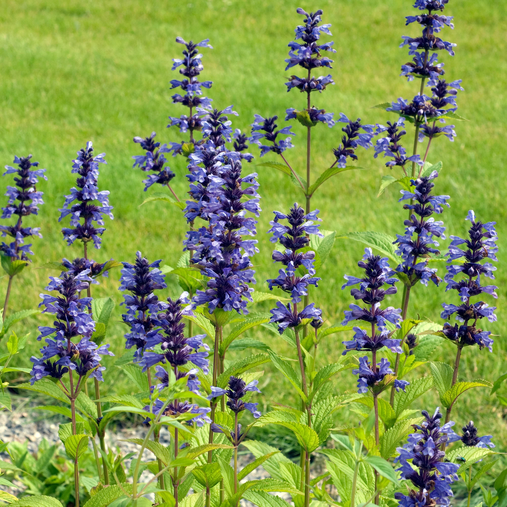 Kattenkruid / Nepeta kubanica - Image 2