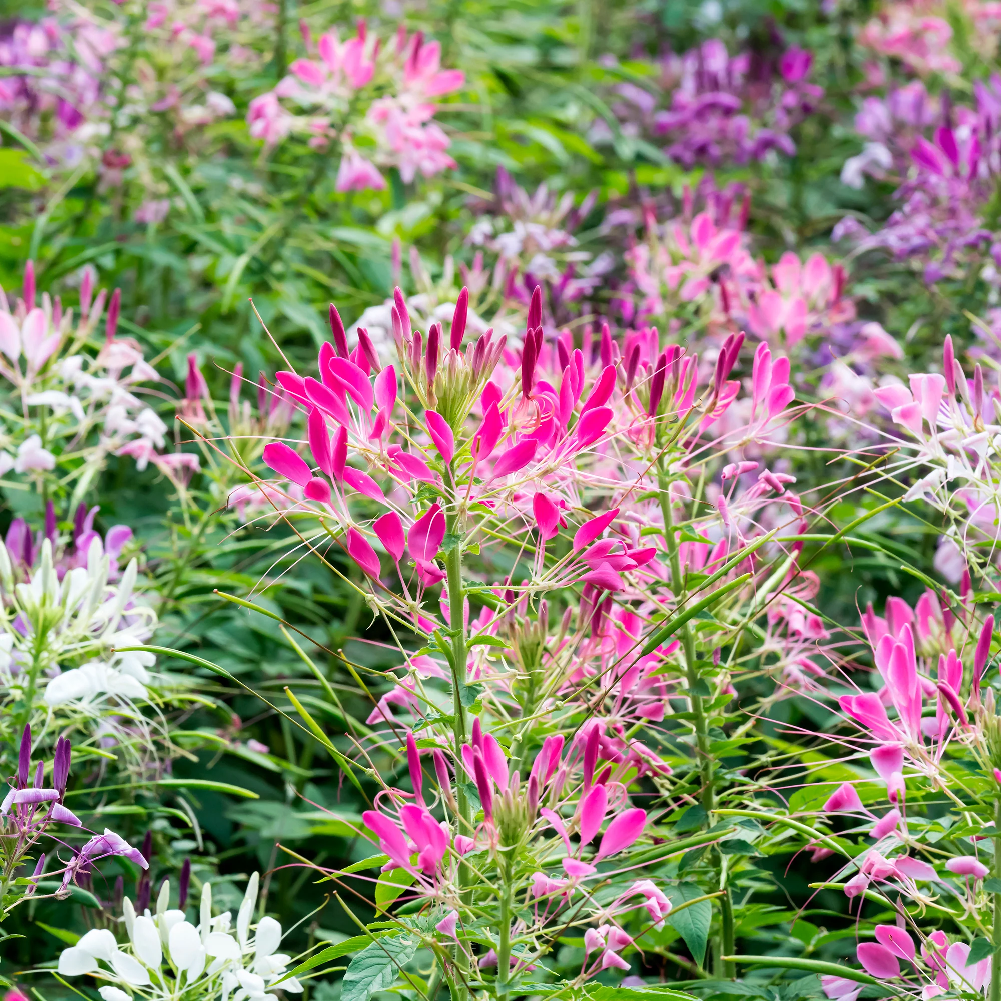 Kattensnor Cleome Colour Fountain mix