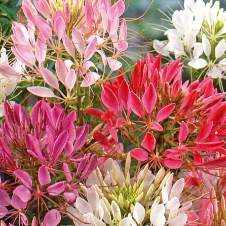 Kattensnor Cleome Colour Fountain mix - Image 2