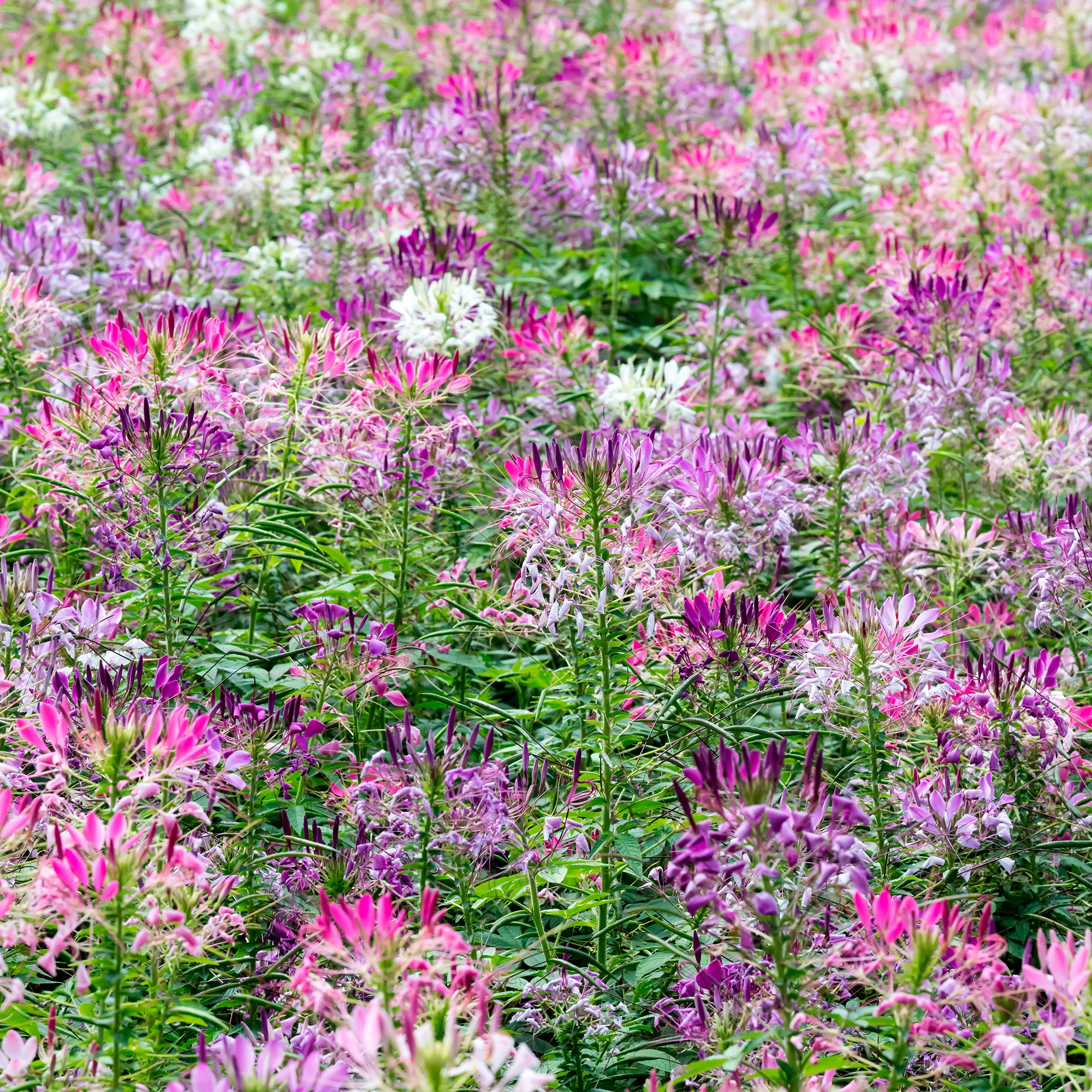 Kattensnor Cleome Colour Fountain mix - Image 3