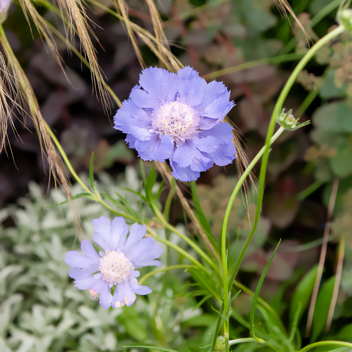 Kaukasische Scabiosa Perfecta - Image 4