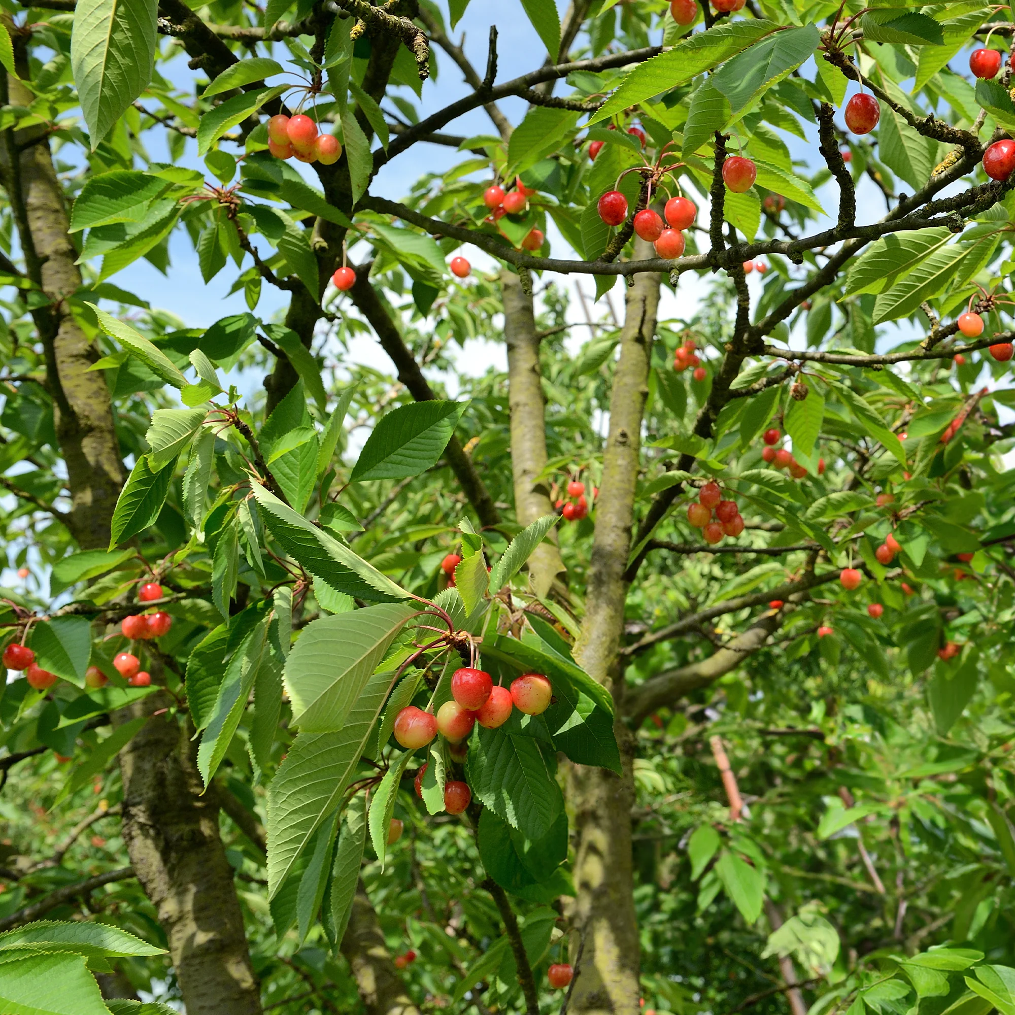 Kersenboom 'Bigarreau Napoléon' - Image 3