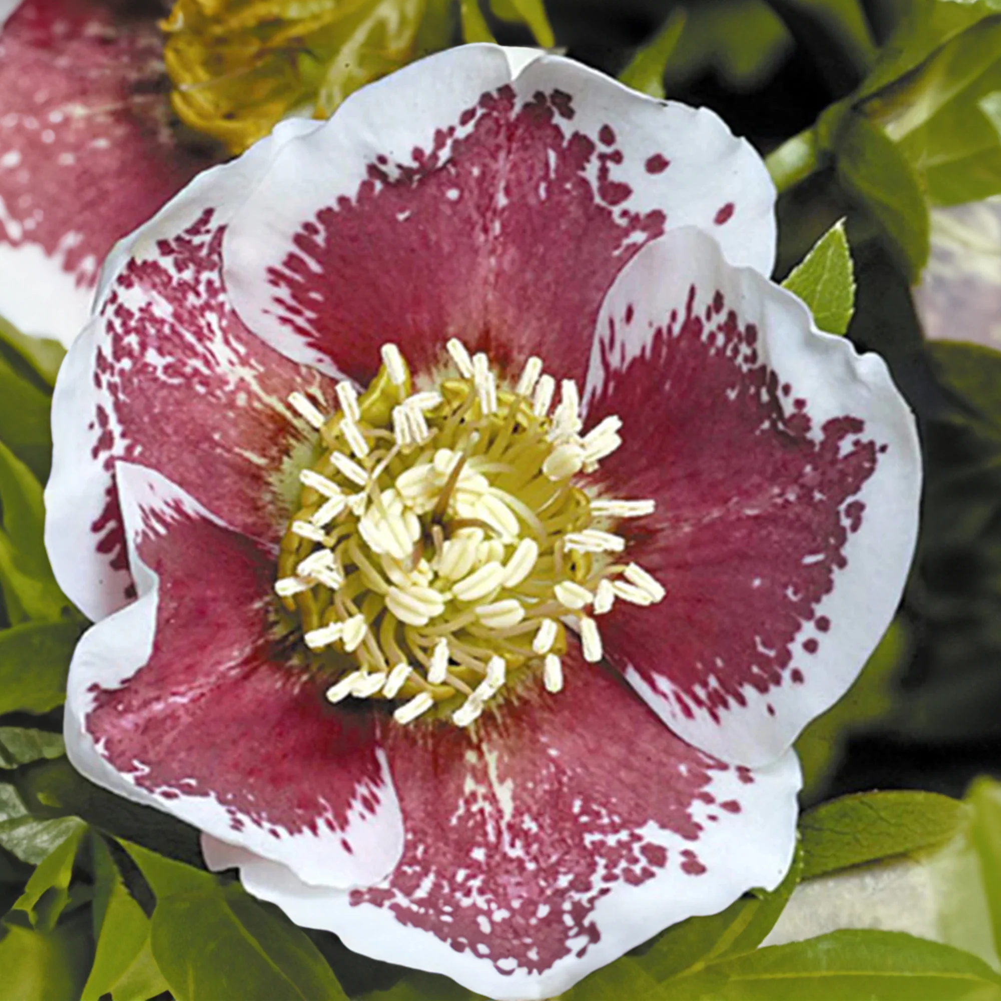 Kerstroos 'White Lady Spotted' - Image 2