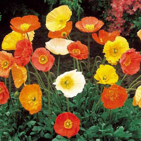 Klaproos Mix 'Artist's Glory'