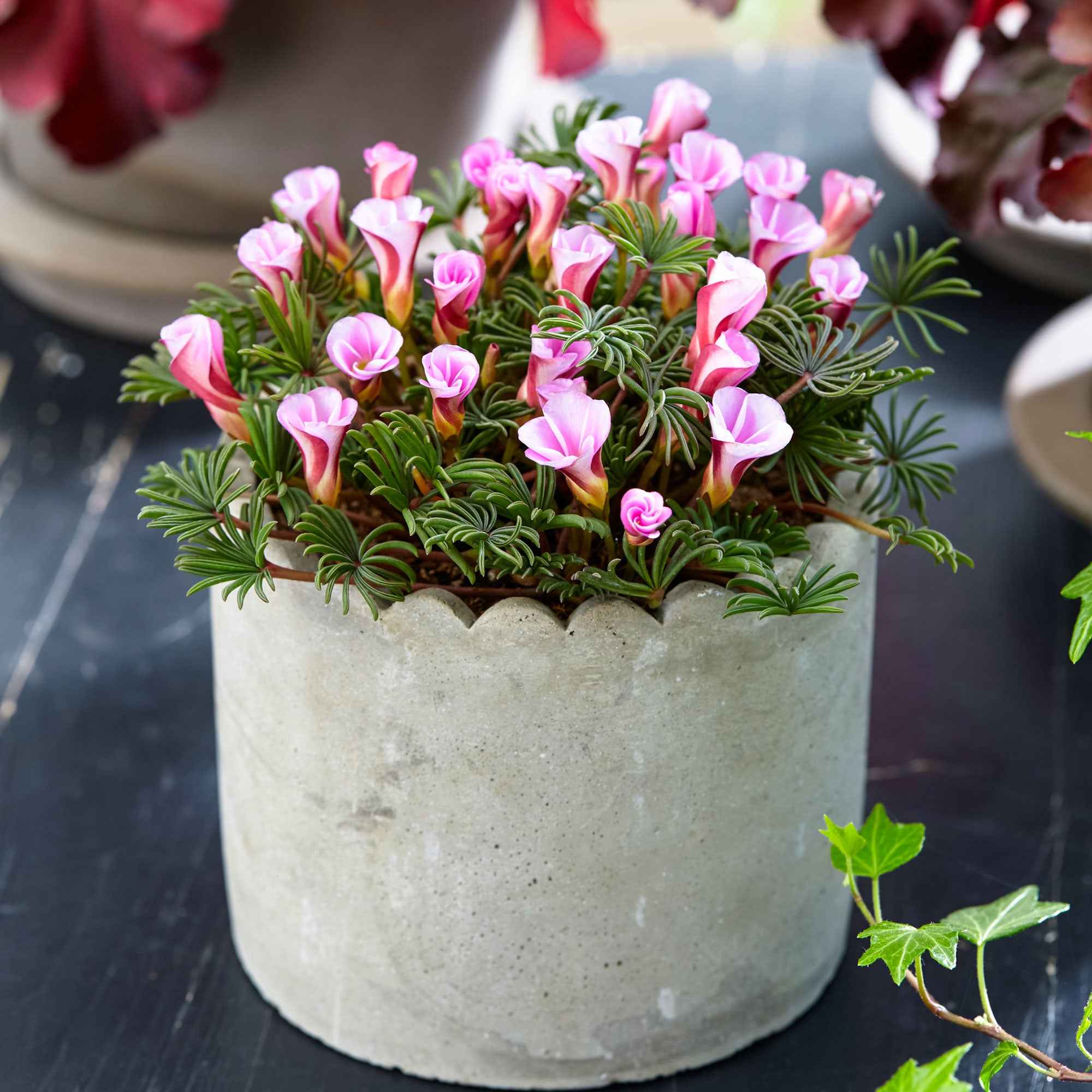Klaverzuring 'Autumn Pink' (x5)
