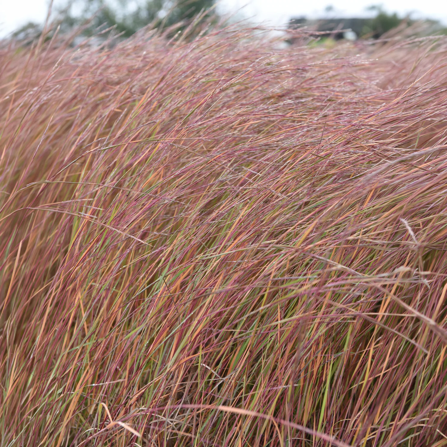 Klein prairiegras Wildwest