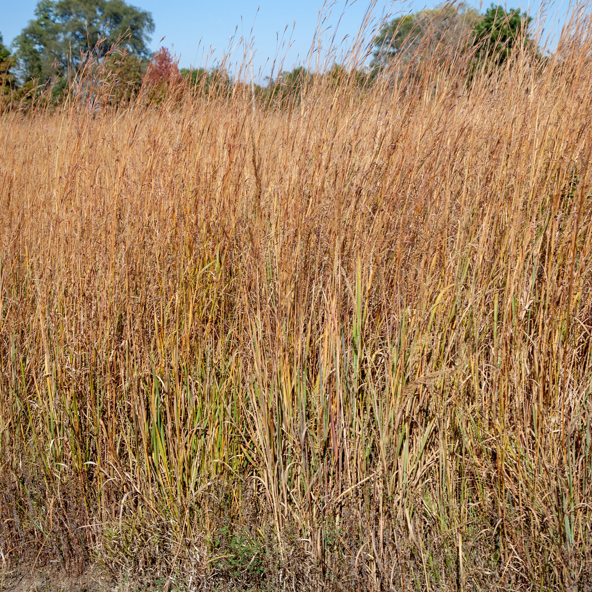 Klein prairiegras Wildwest - Image 2