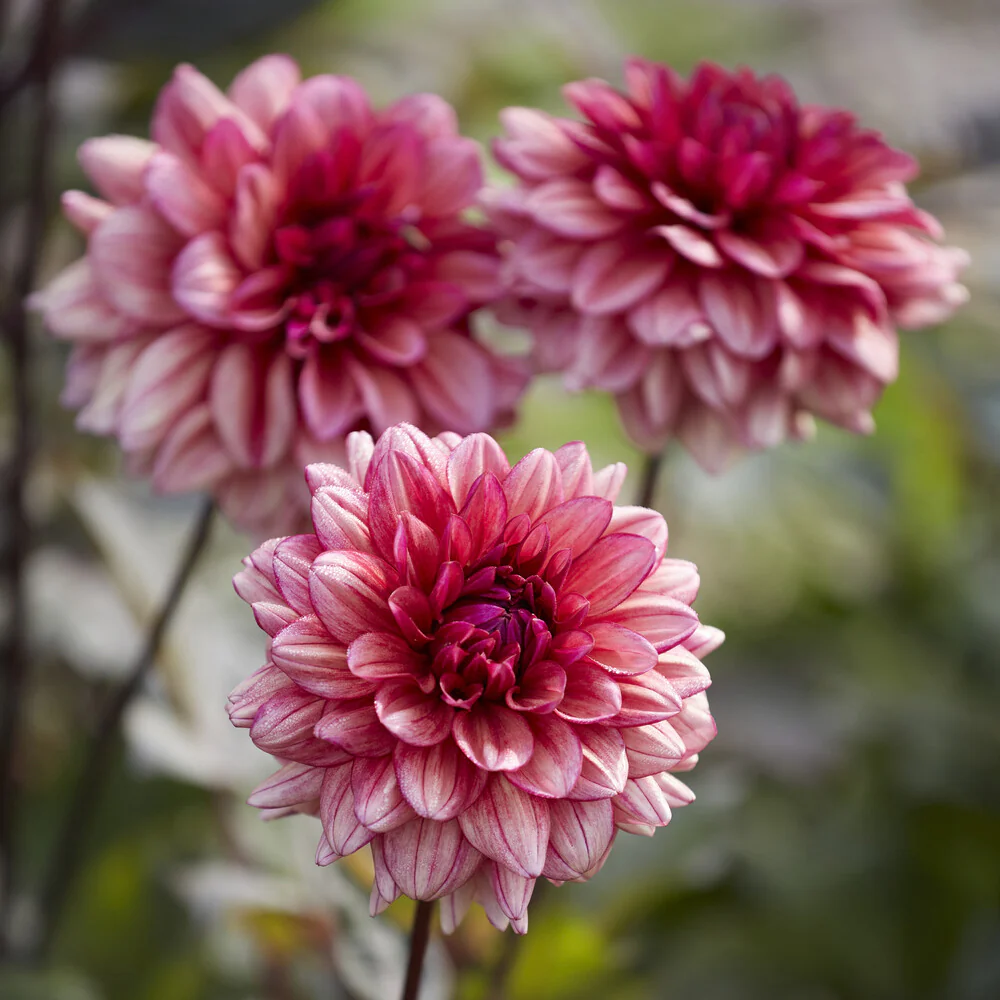 Kleinbloemige dahlia 'Molly Raven'