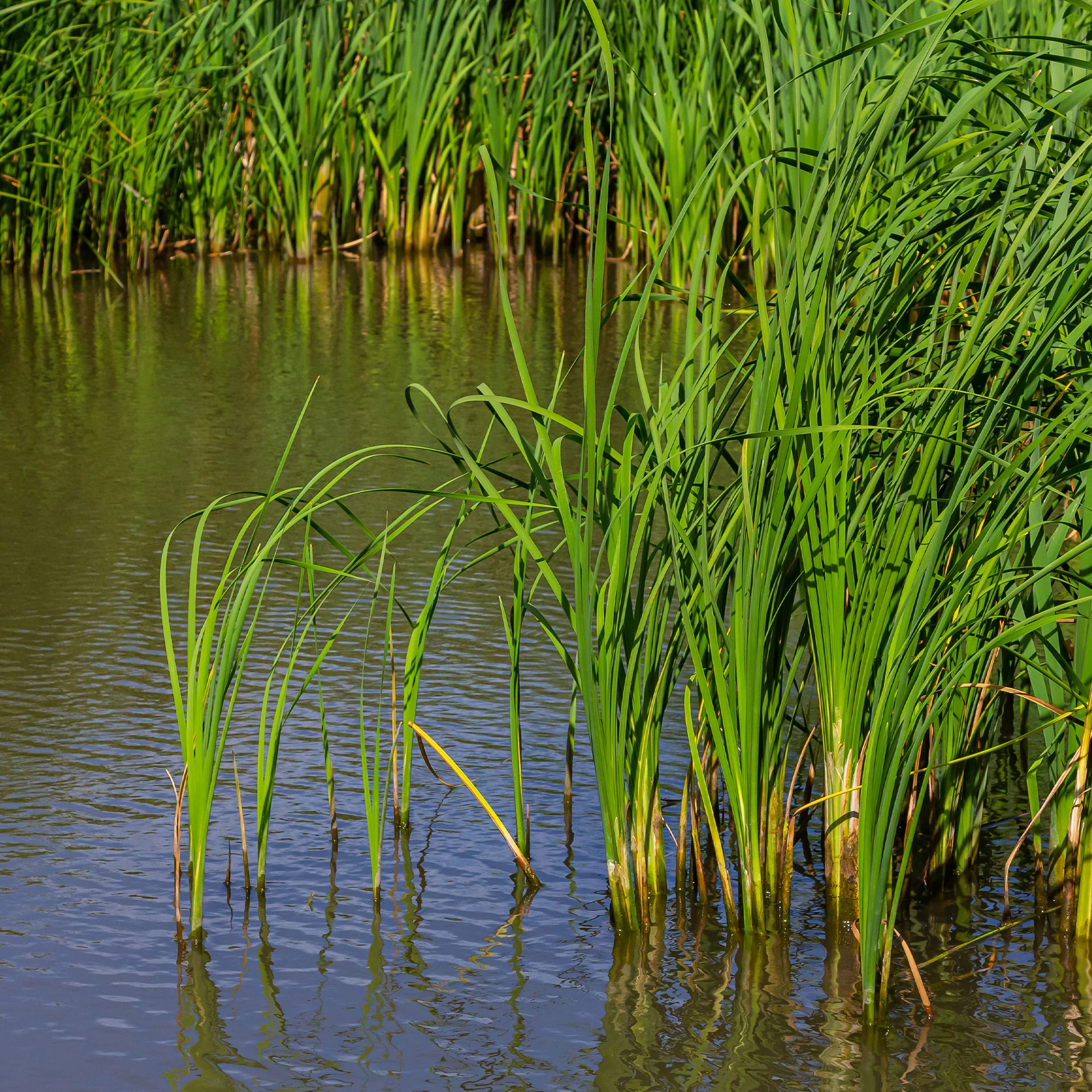 Bakker smalbladig mos - Image 2