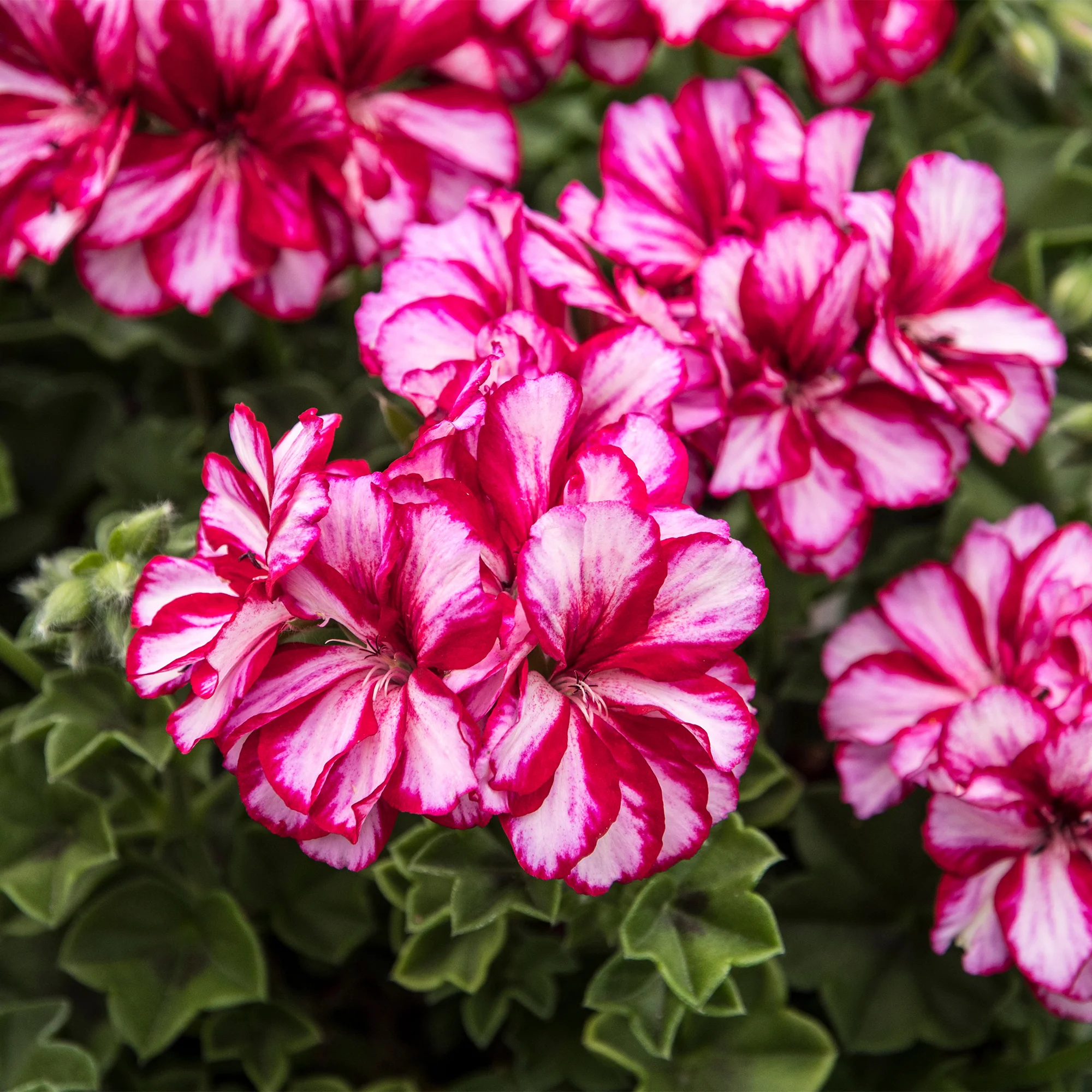 Klimgeranium bicolor (x3)