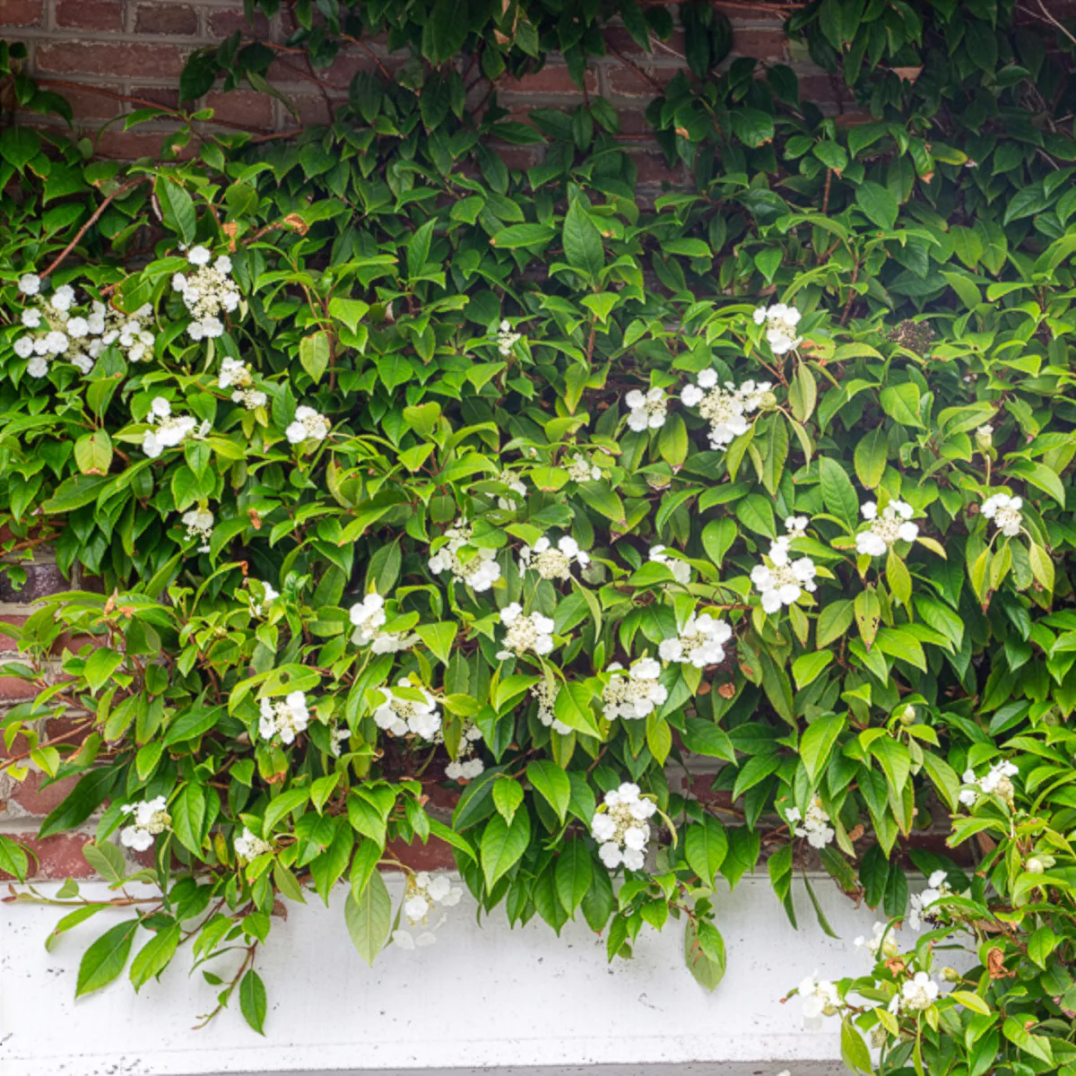Klimhortensia Seemanii