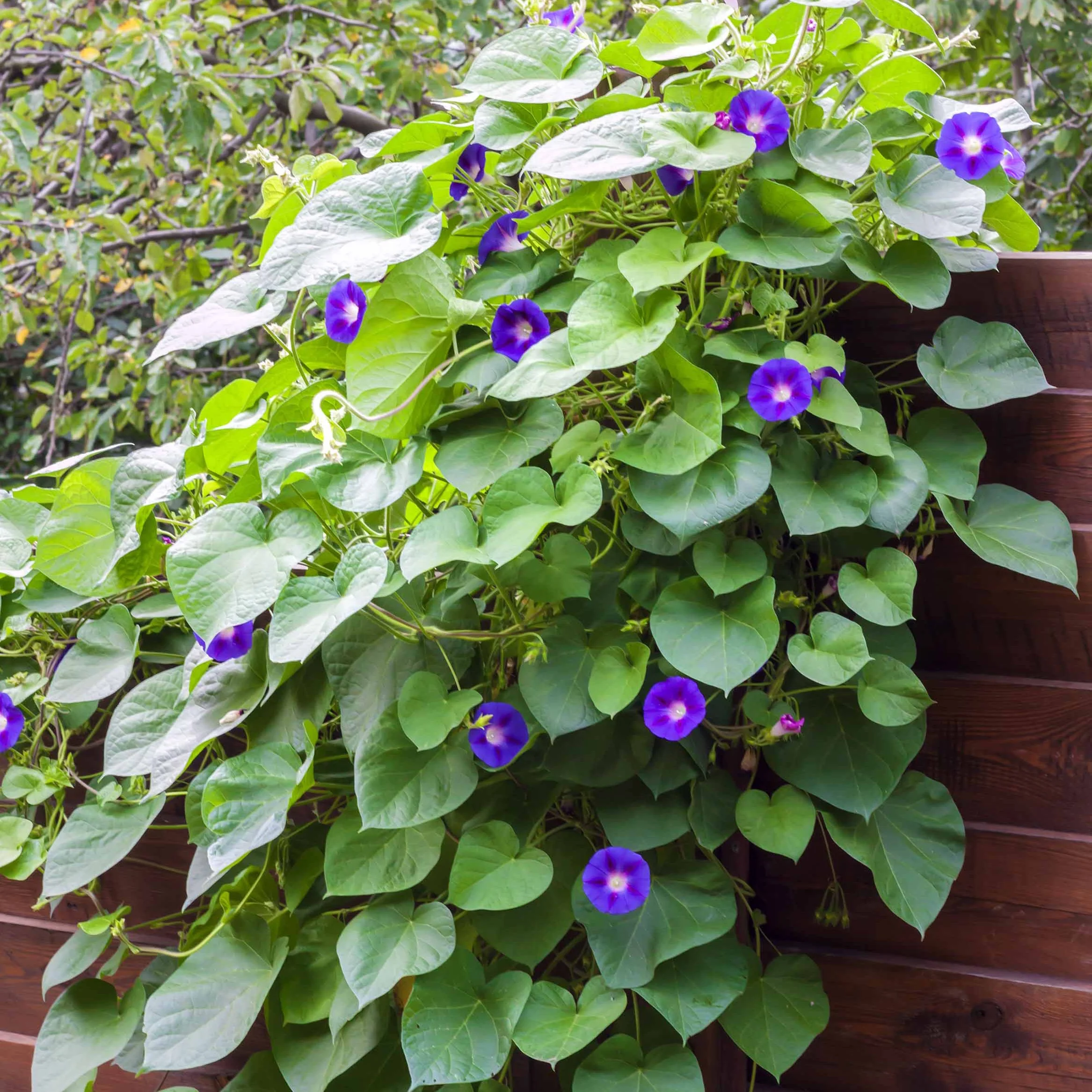 Klimmende winde 'Grandiflora'