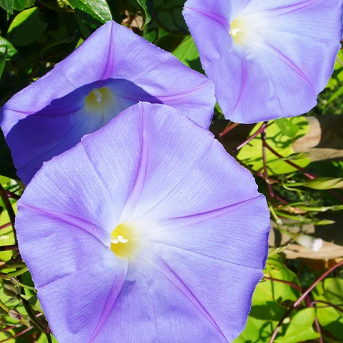 Klimmende winde 'Grandiflora' - Image 3
