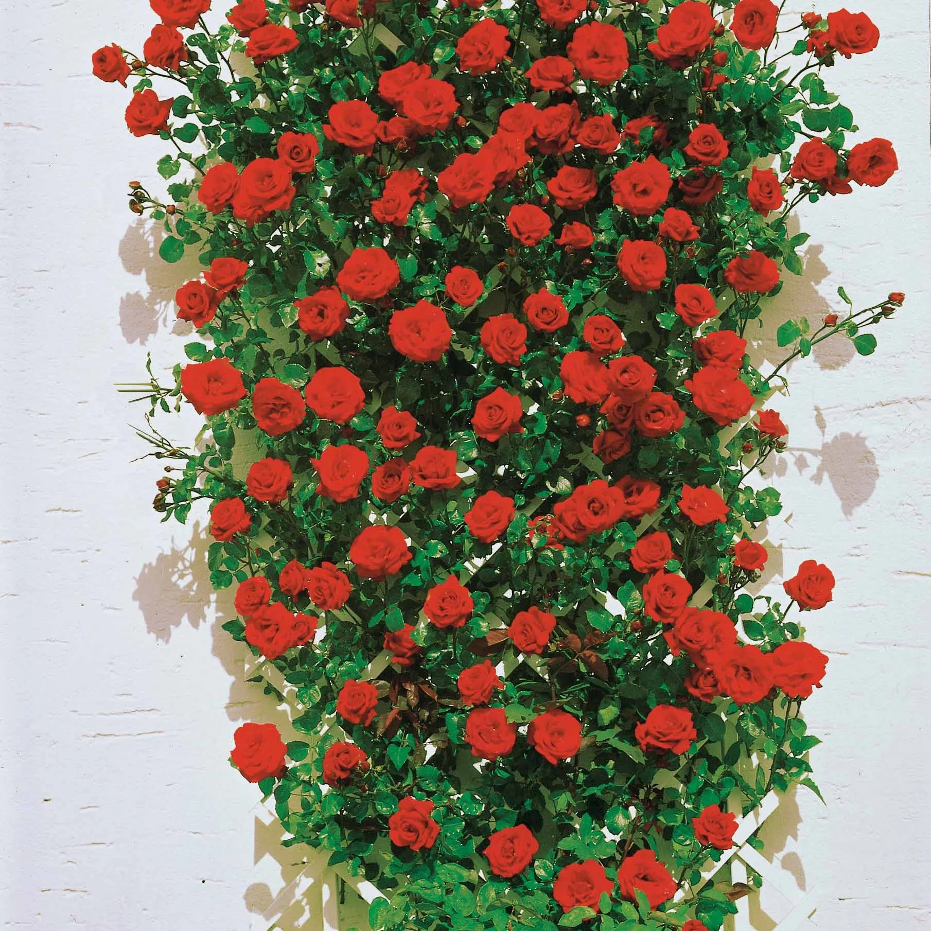 Klimroos Mix 'Ronsard' + 'Golden Gate' + 'Santana' (x3) - Image 3