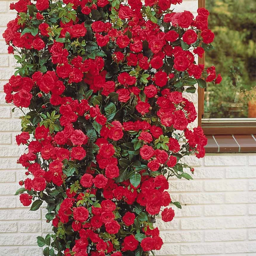 Klimroos - rood - Image 4