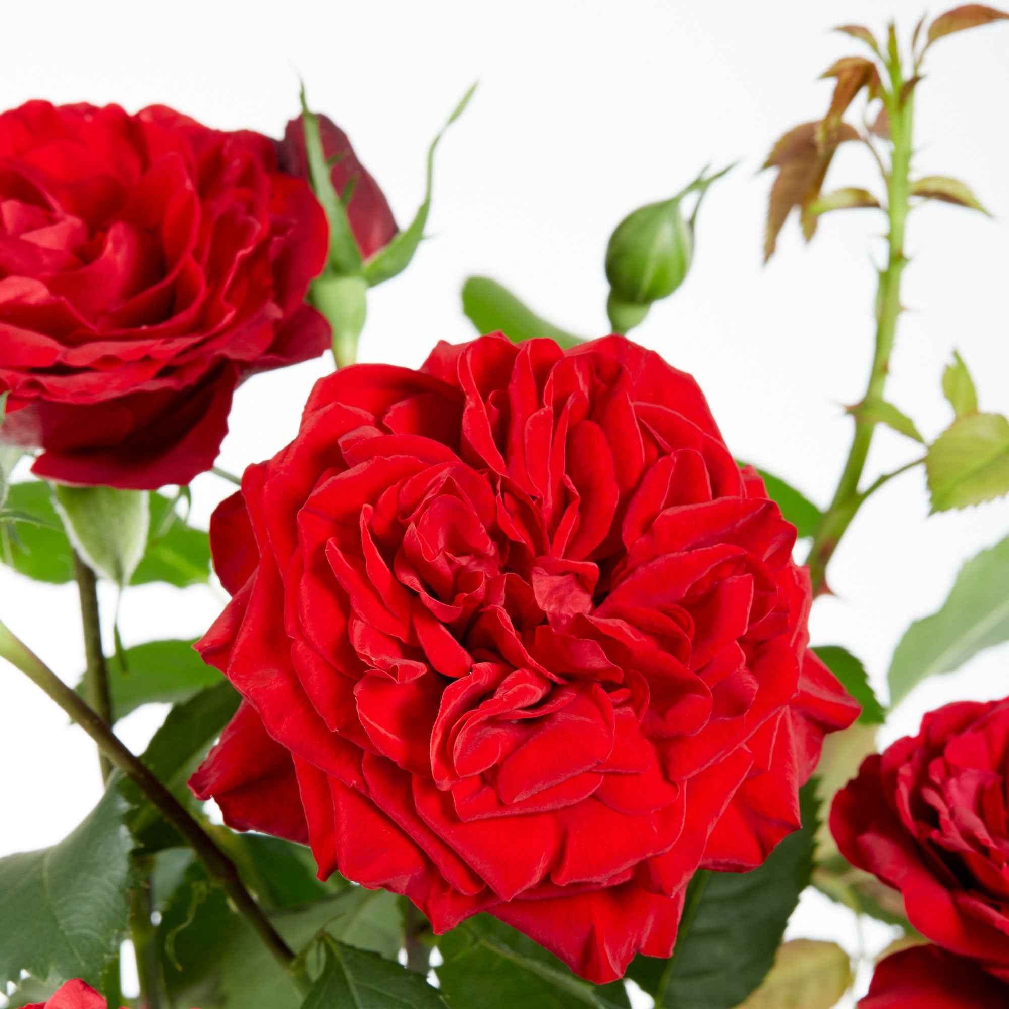 Klimroos Rosa 'Crazy in Love' rood - Image 2