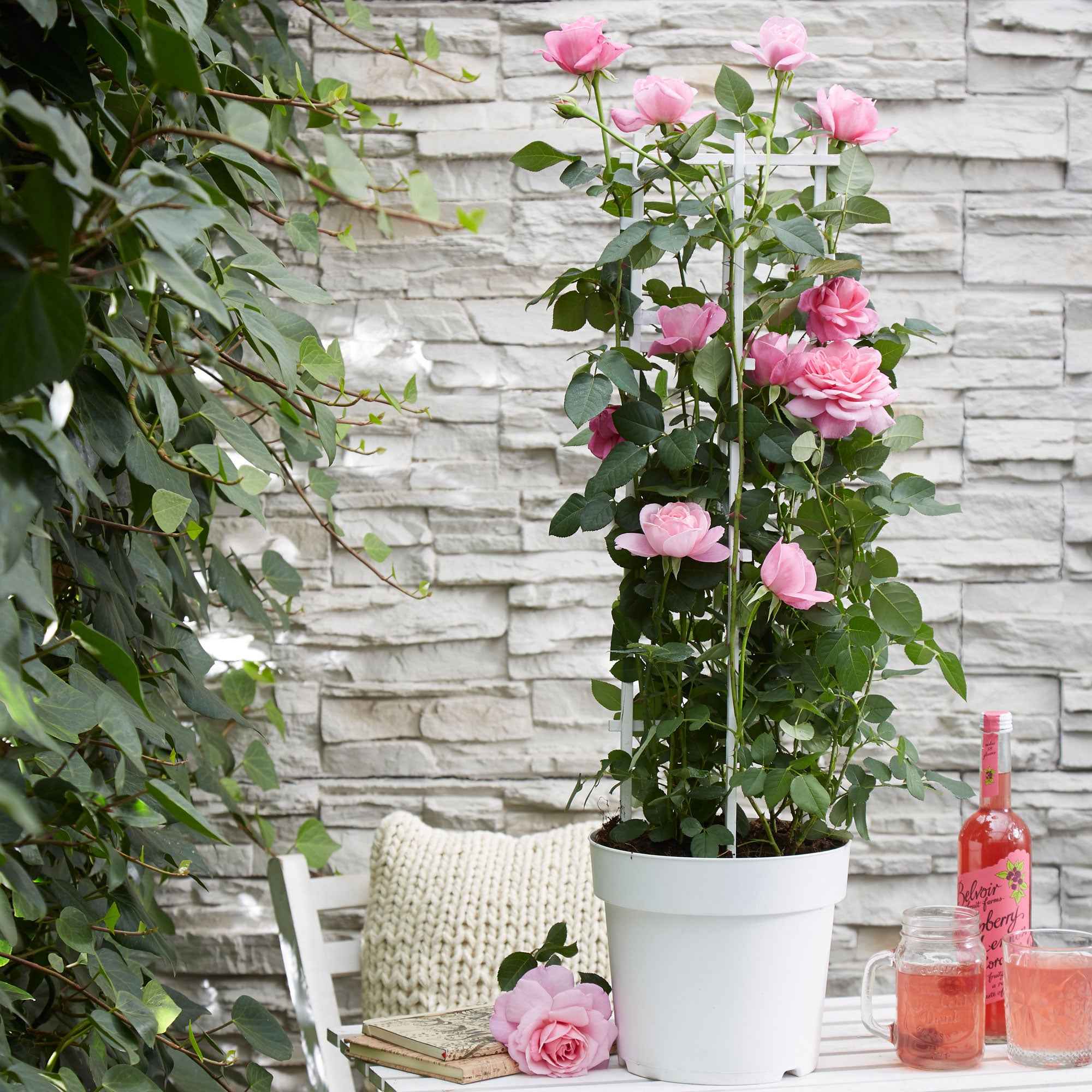 Klimroos 'Crazy in Love' roze