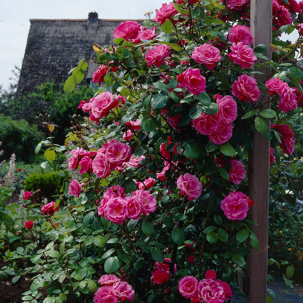 Klimroos - roze