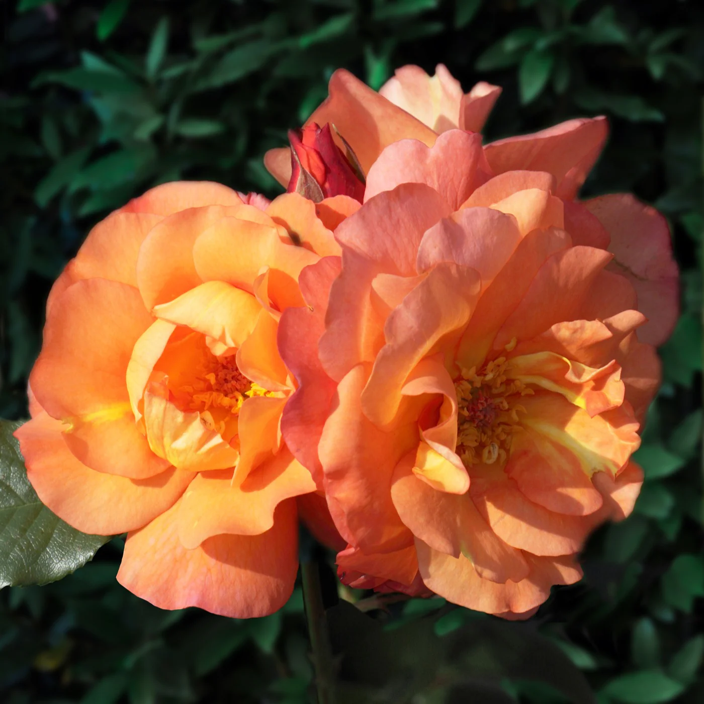 Klimroos 'Westerland'