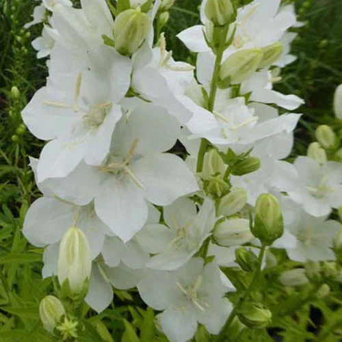 Klokjesbloem Alba