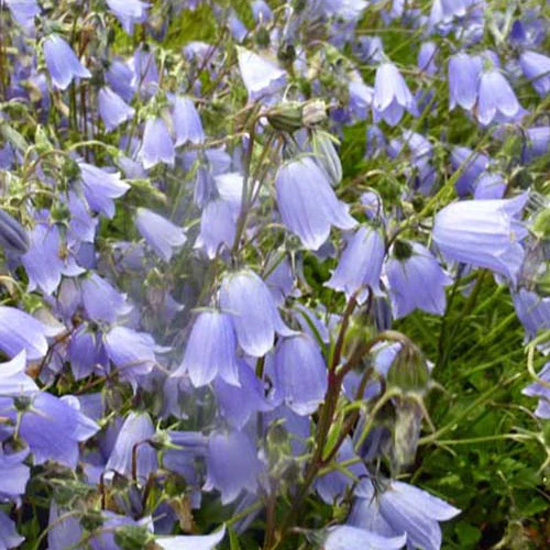 Klokjesbloem fluette