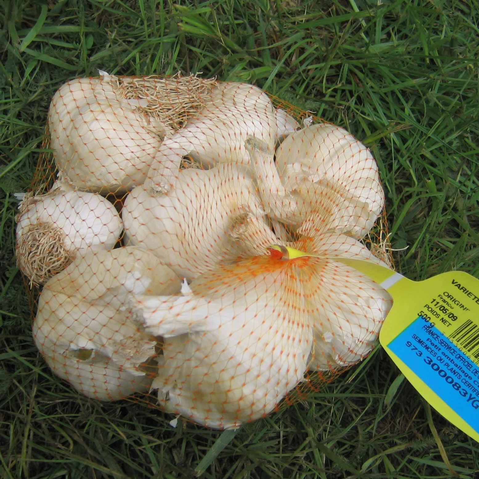 Knoflook 'Thérador' - Image 2