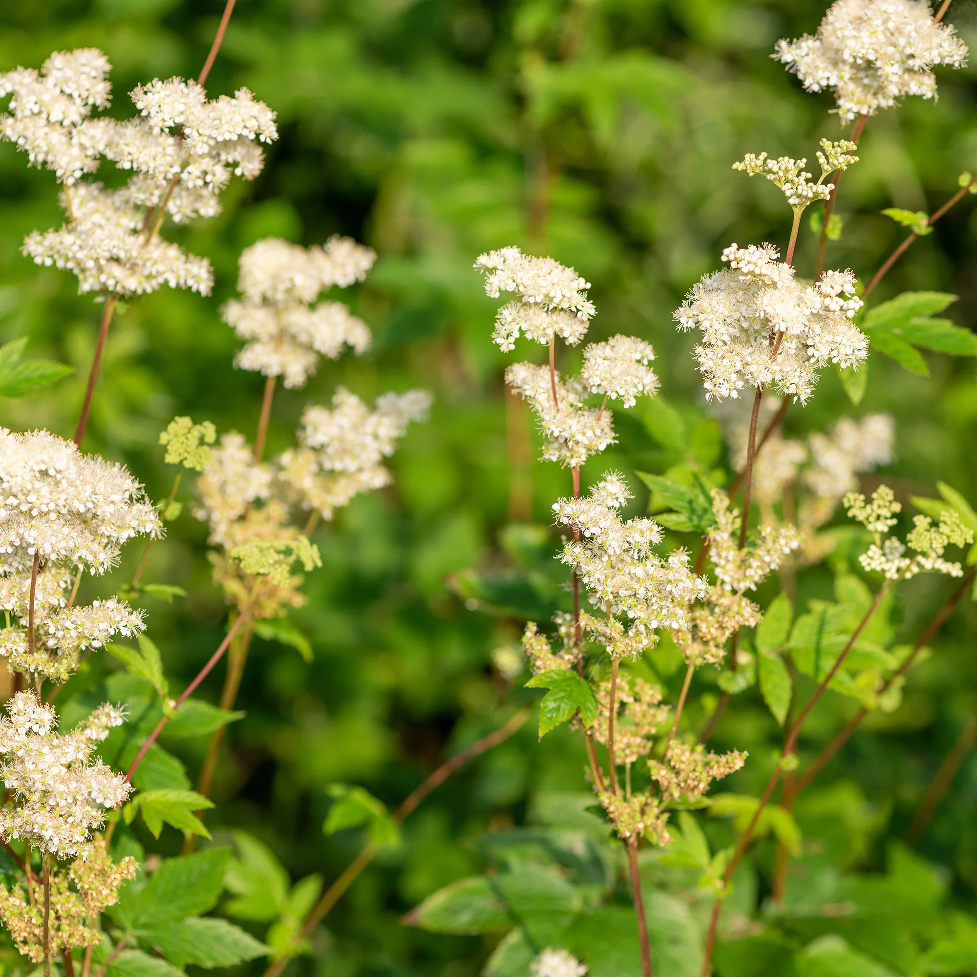 Knolspirea