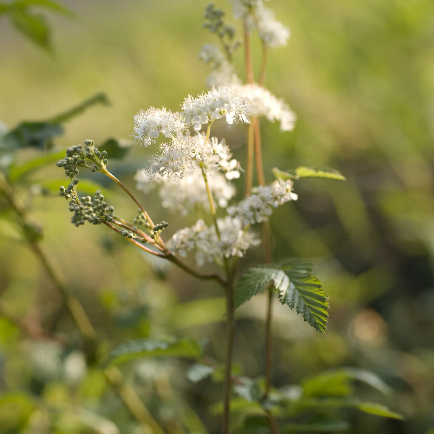 Knolspirea - Image 3