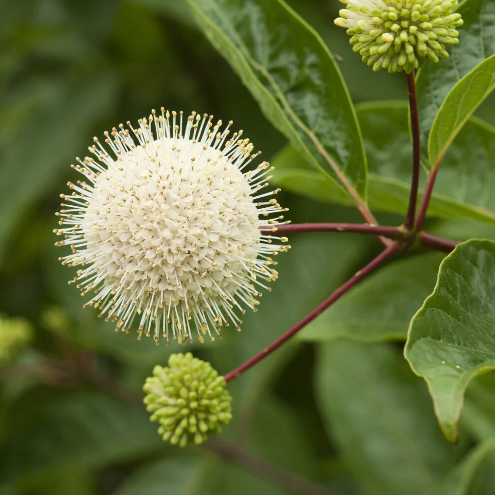 Kogelbloem - Image 2