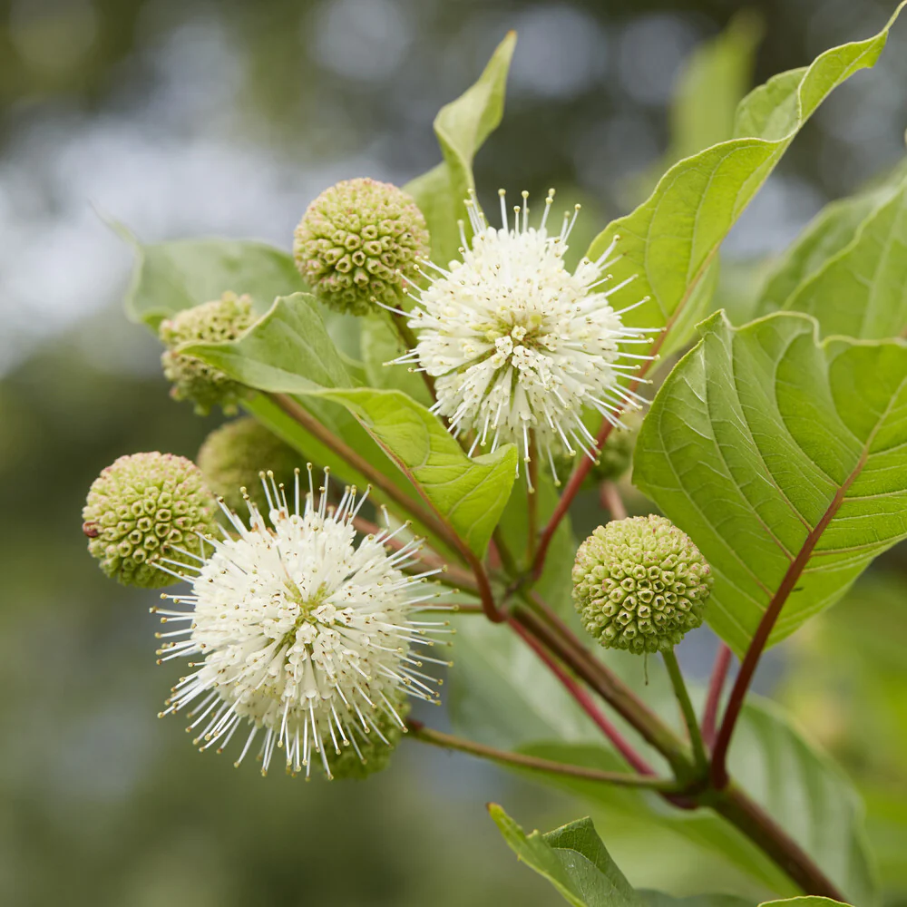 Kogelbloem - Image 3