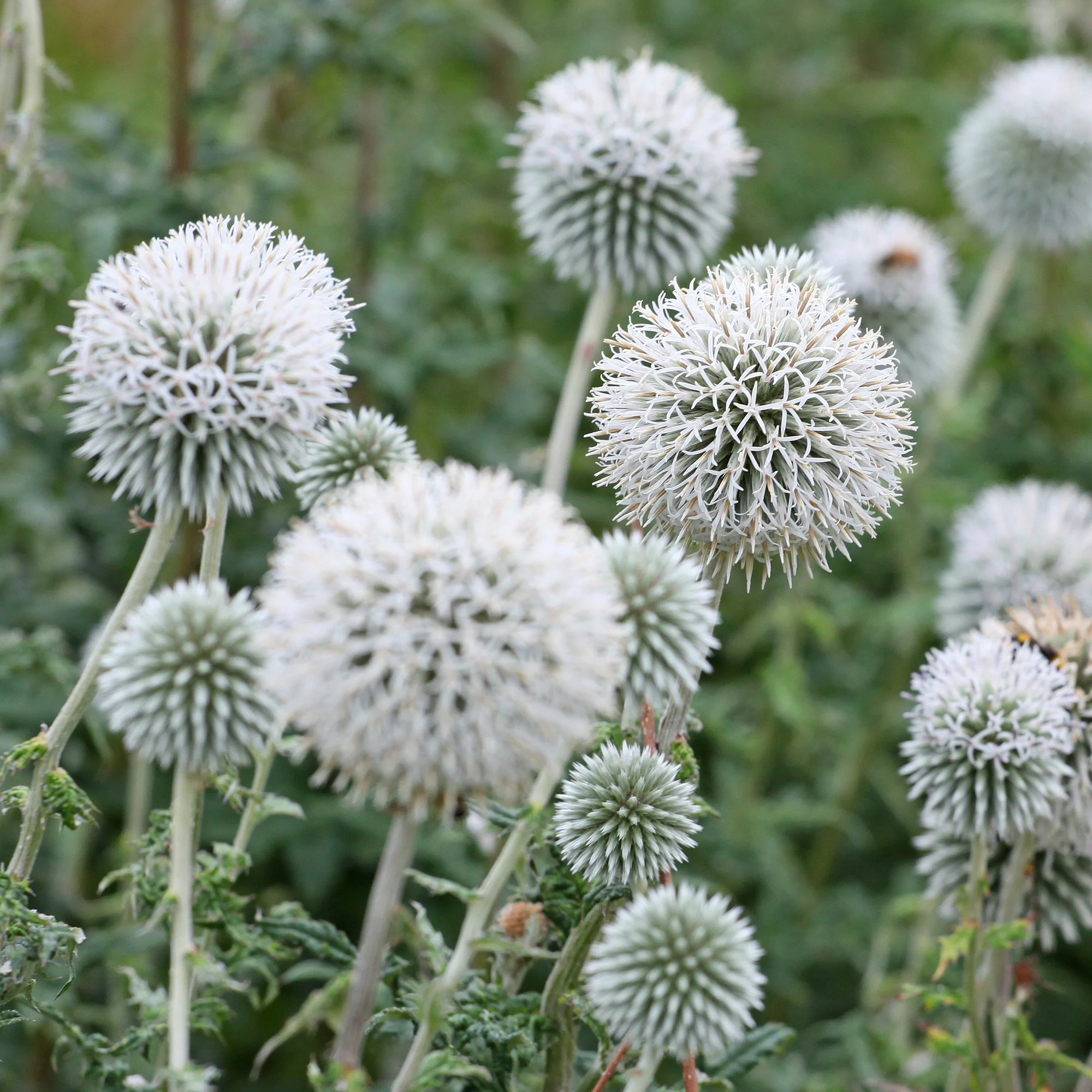 Kogeldistel 'Star Frost'