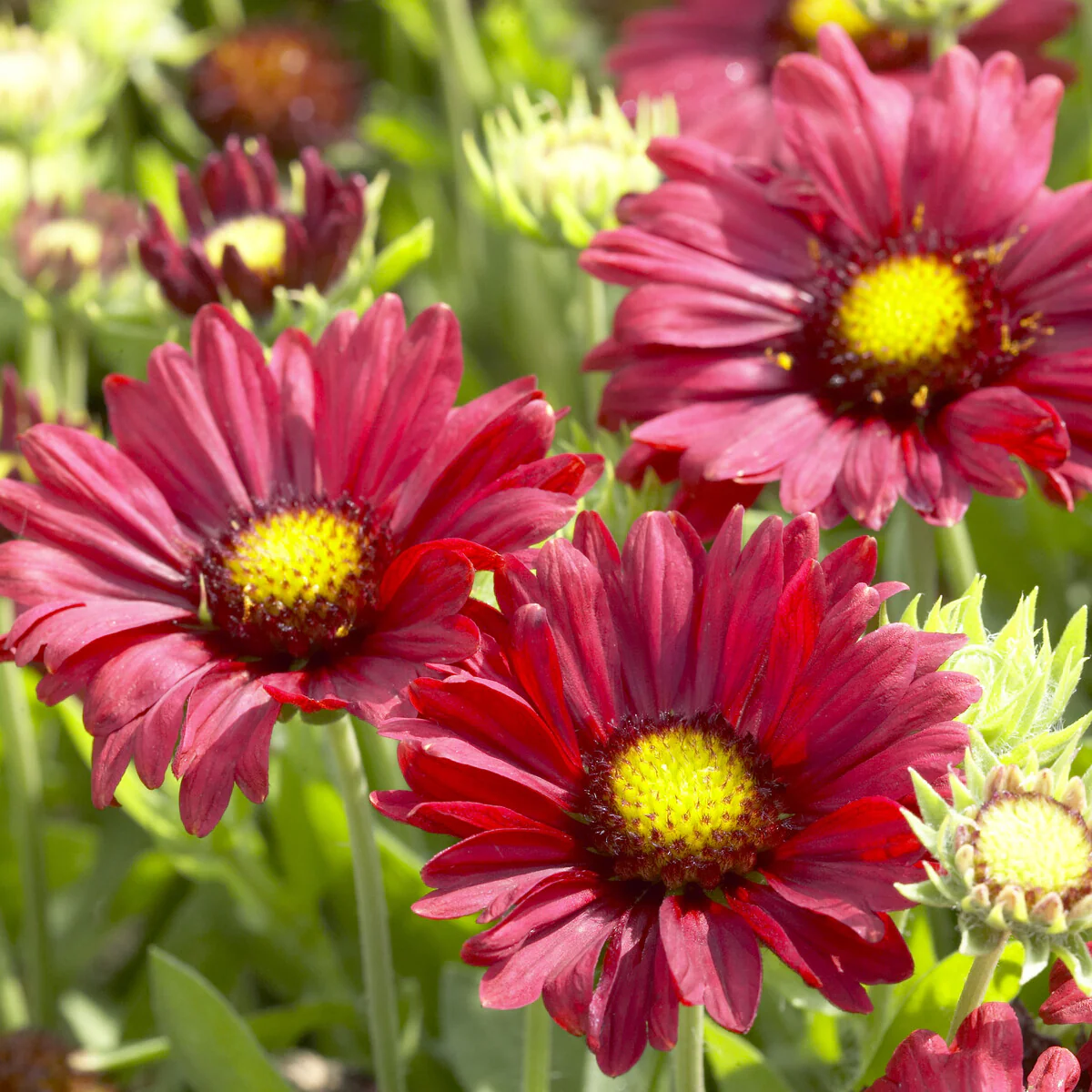 Kokardebloem