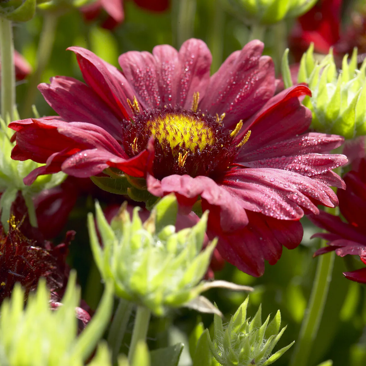 Kokardebloem - Image 2