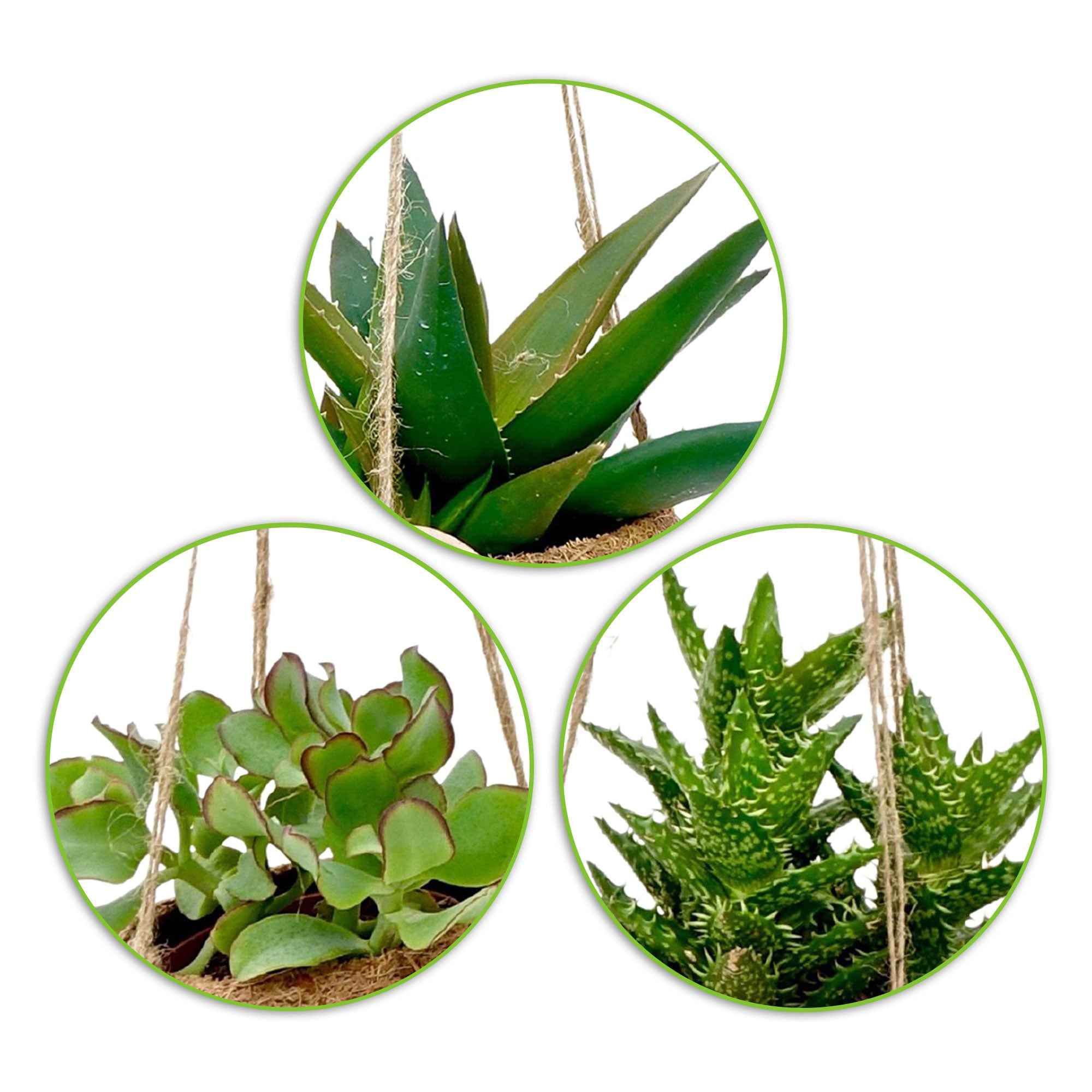 Kokodama vetplant Mix incl. kokopot - Image 2