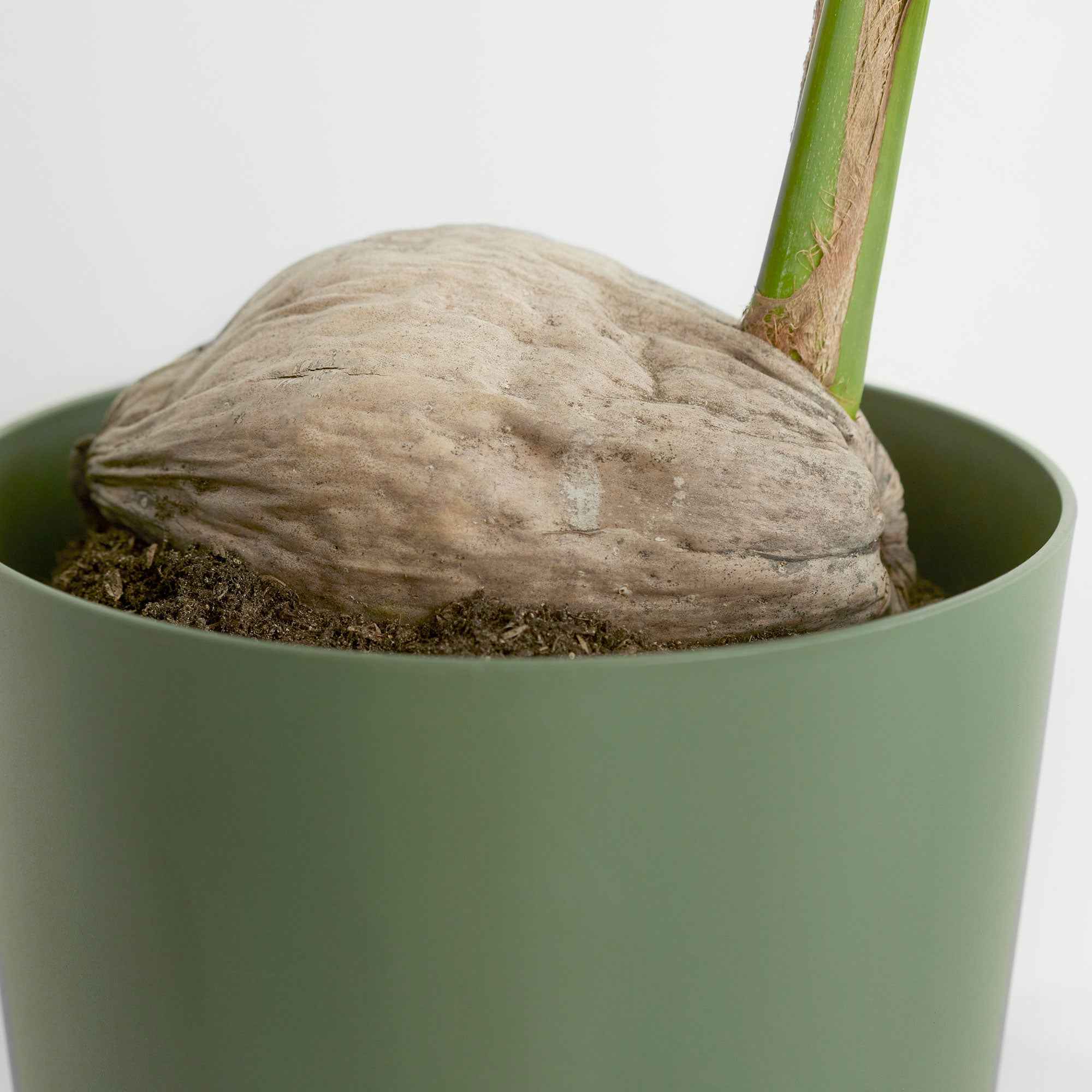 Kokospalm Cocos nucifera - Image 2