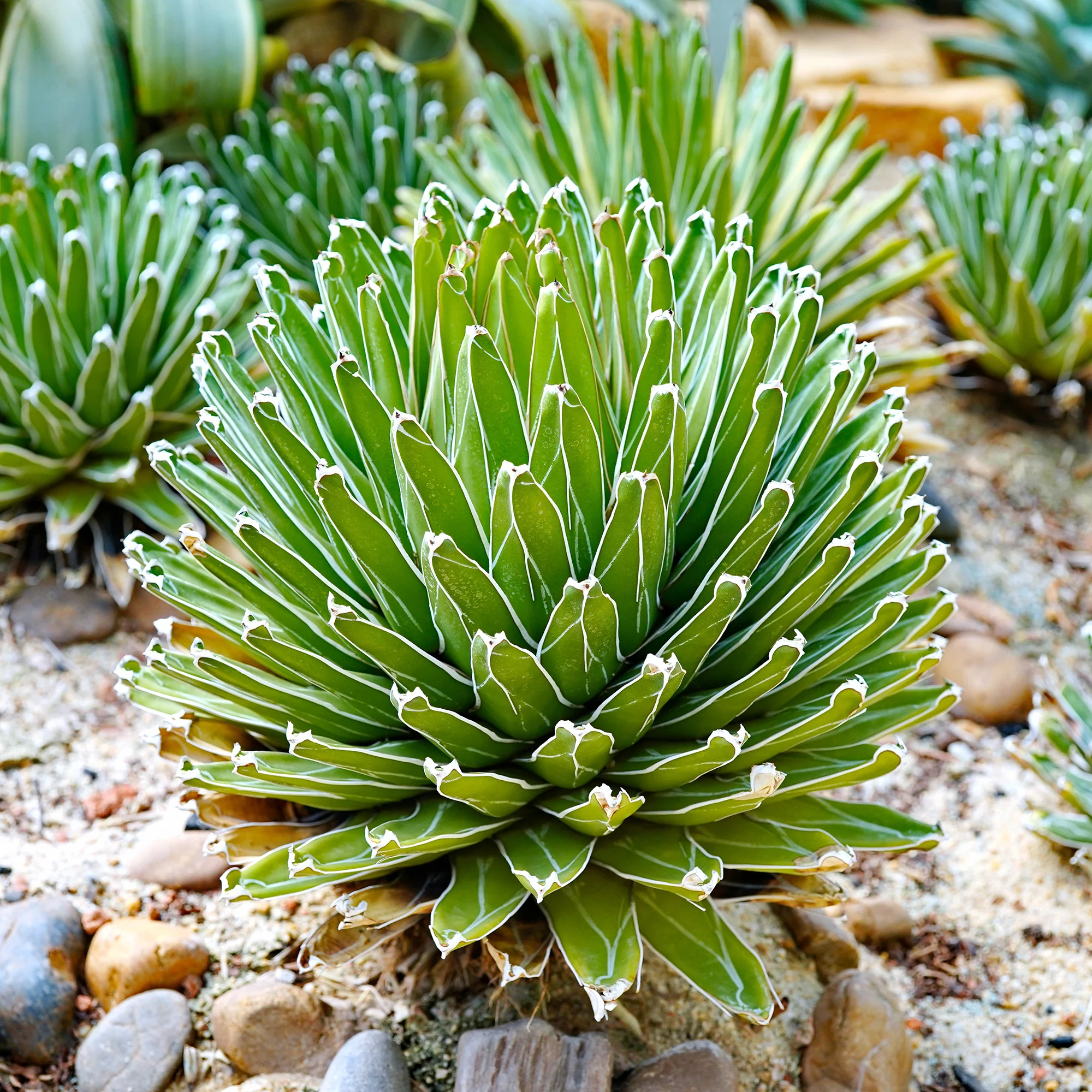 Koningin Victoria agave - Image 3