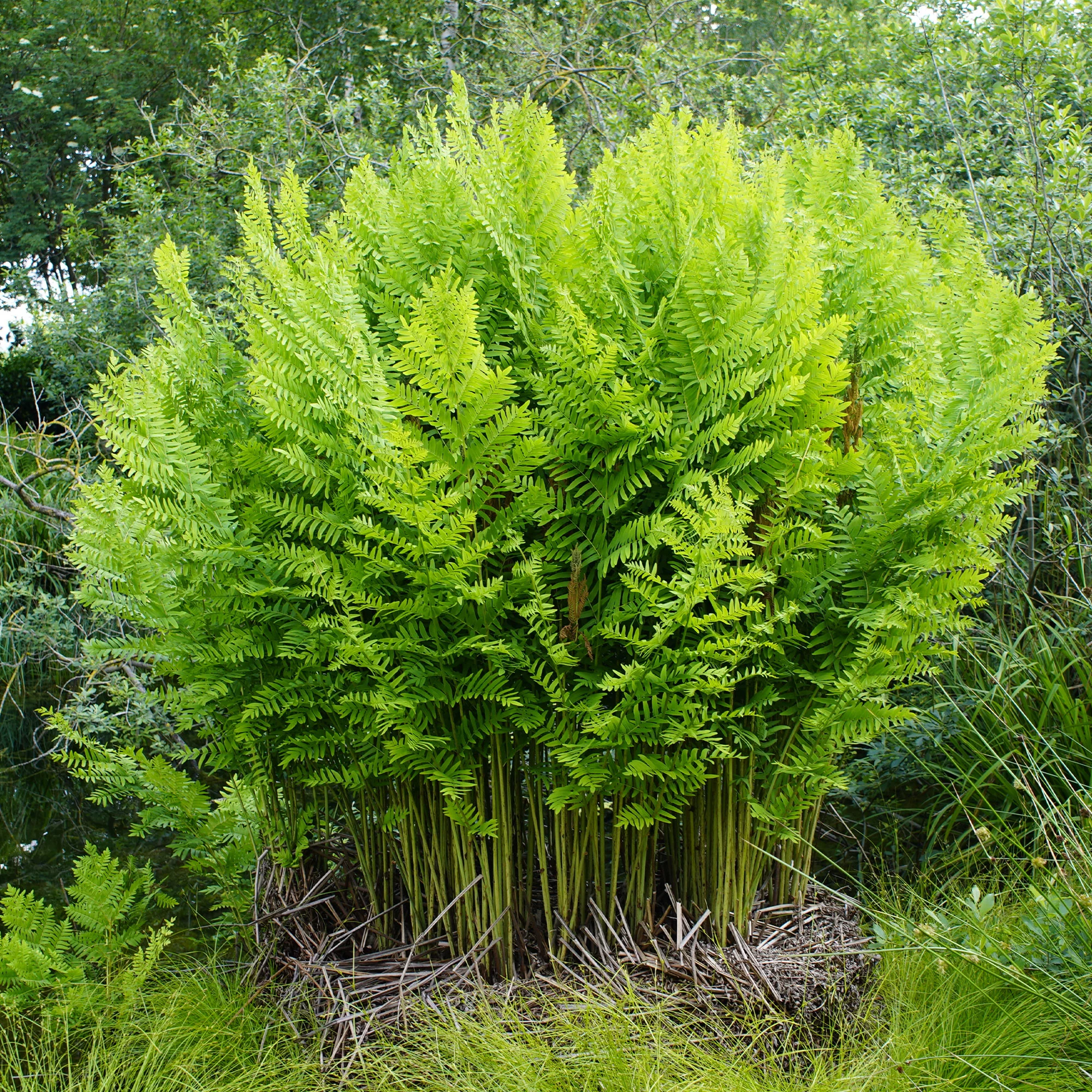 Koningsvaren - Image 2