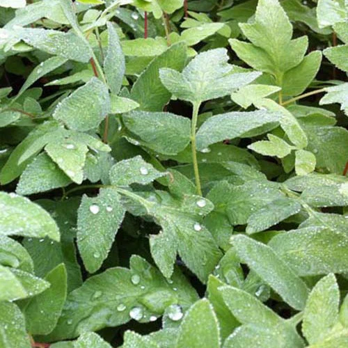 Koningsvaren Purpurascens