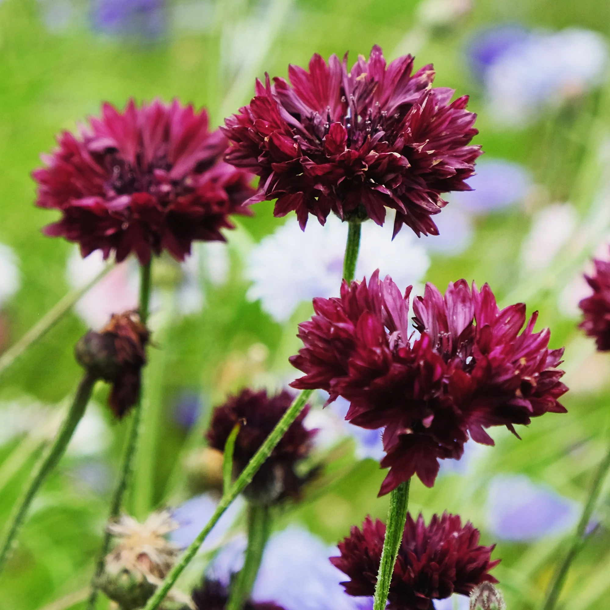 Korenbloem Black Ball