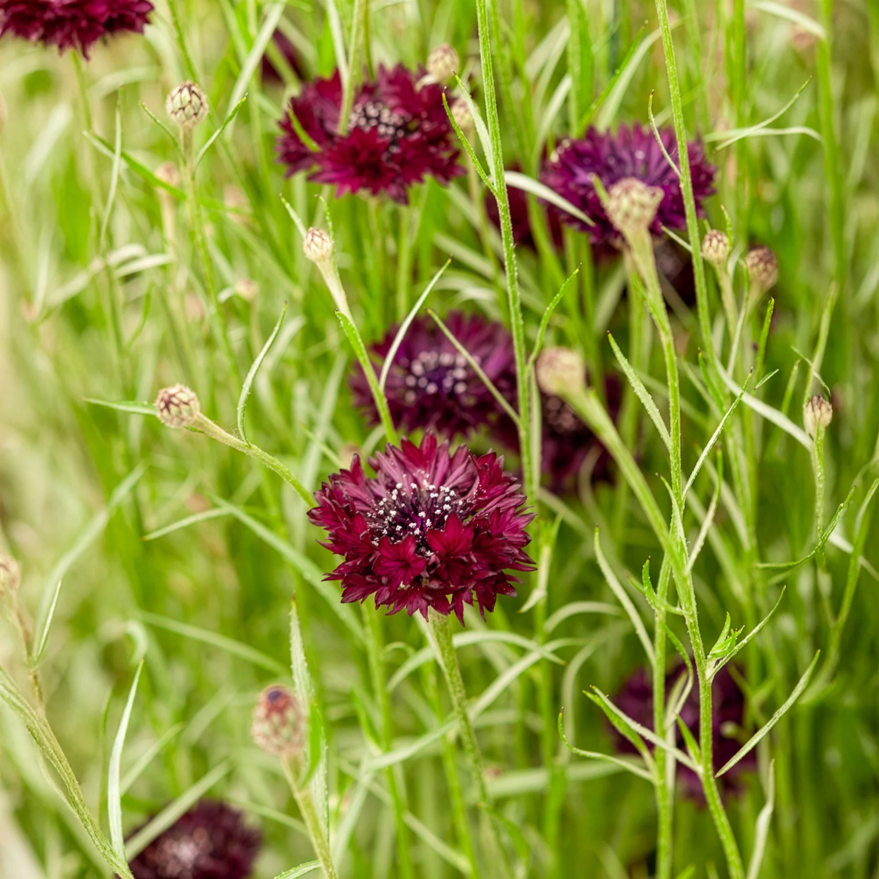 Korenbloem Black Ball - Image 2