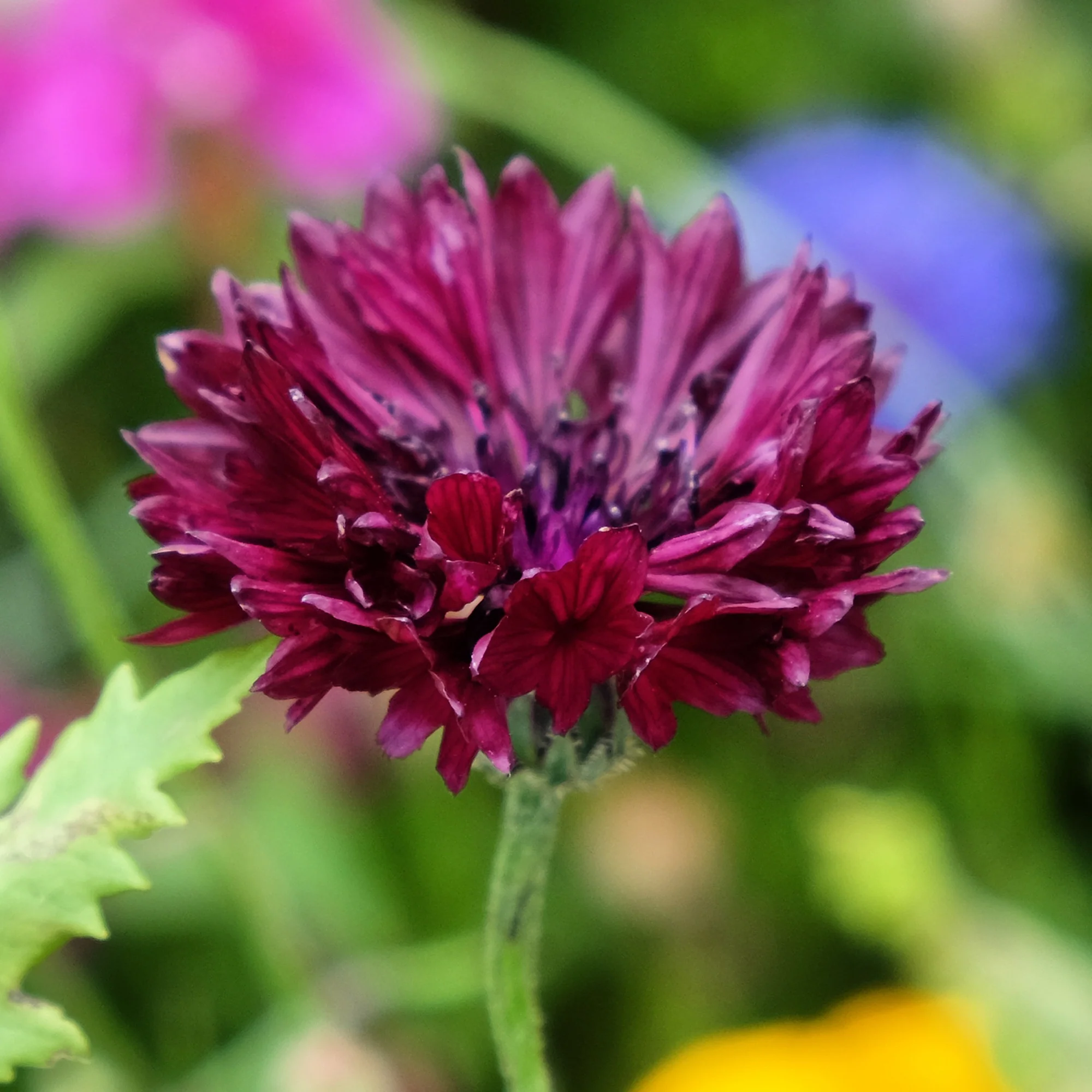 Korenbloem Black Ball - Image 3