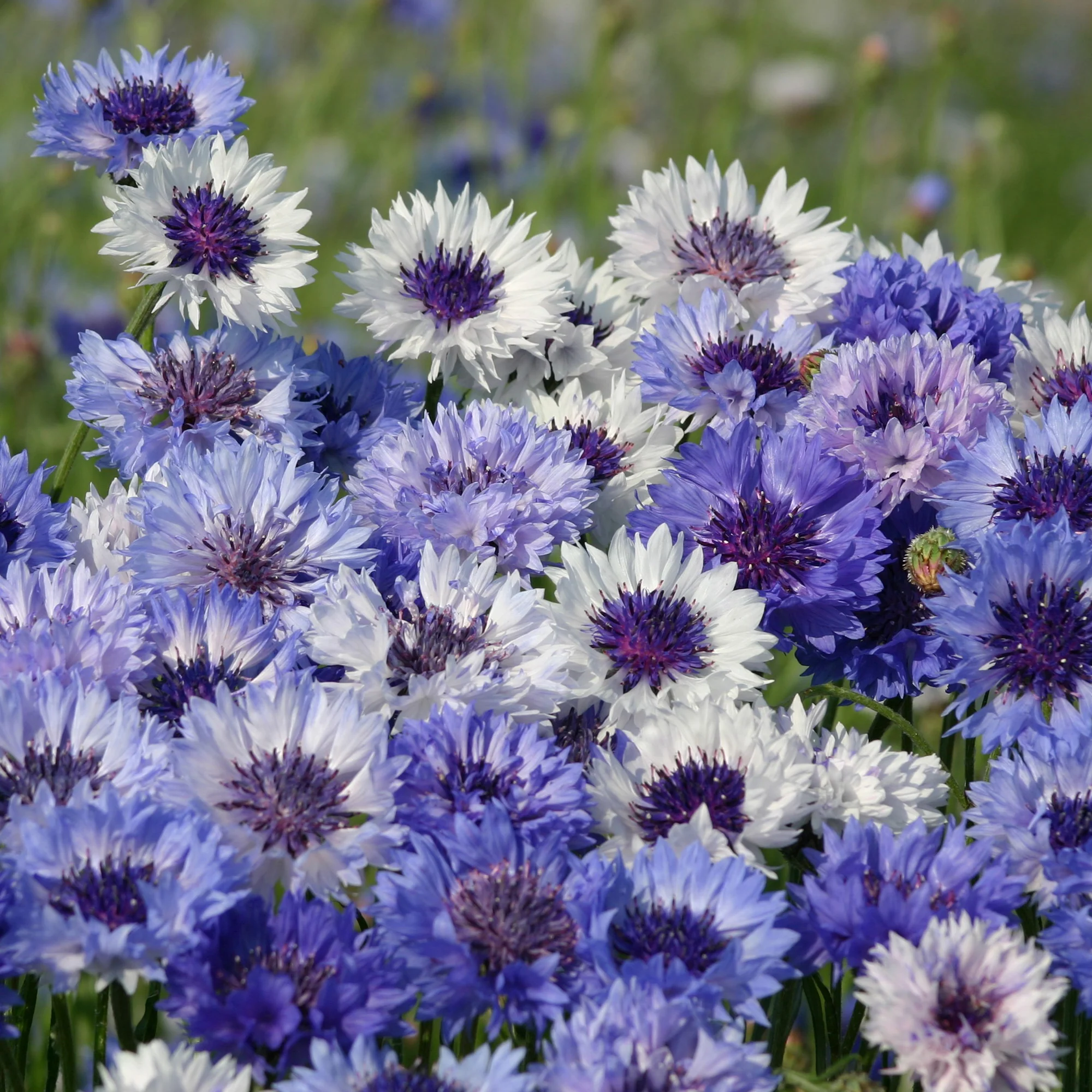 Korenbloem Classic Fantastic