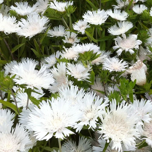 Korenbloemaster Stokesia laevis Träumerei