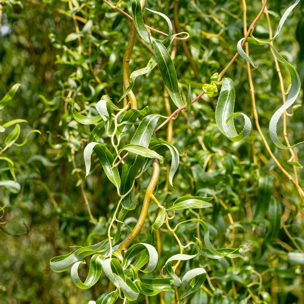 Kronkelwilg 'Tortuosa'