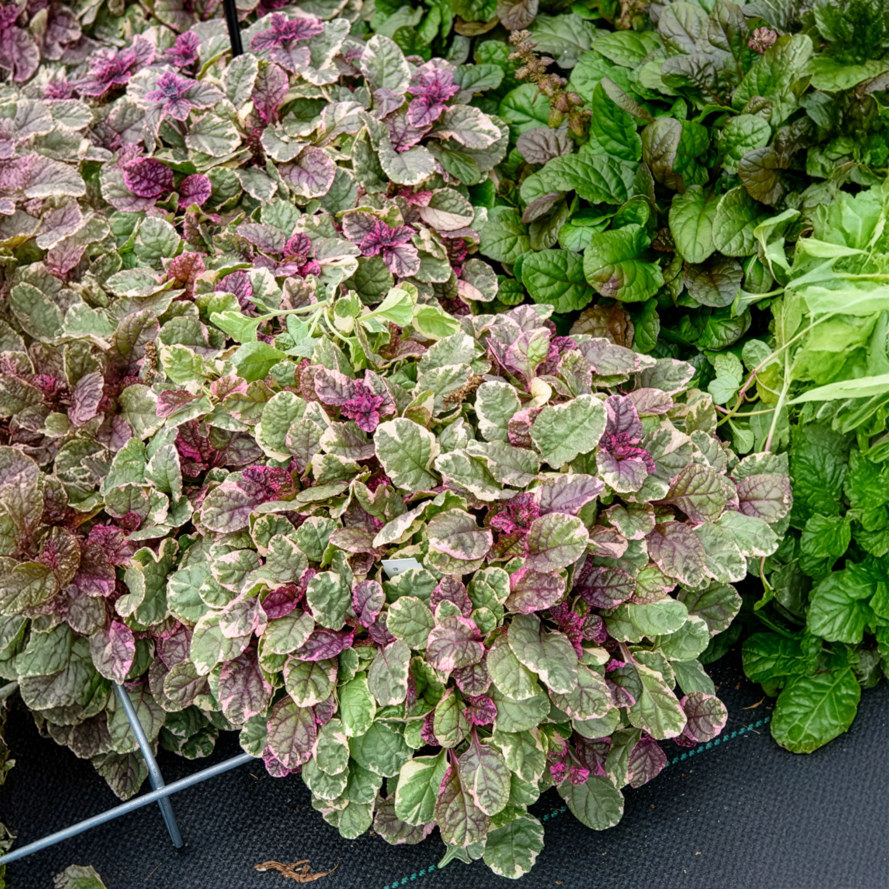 Kruipend zenegroen Burgundy Glow - Image 3